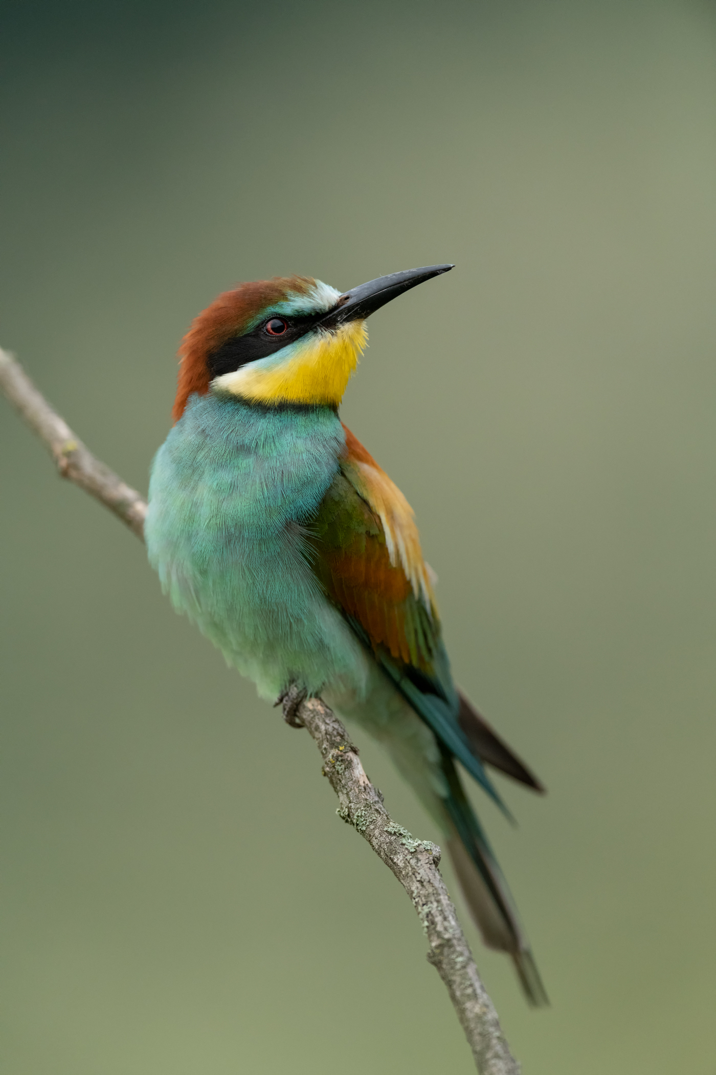 Ritratto di Gruccione (No Crop)