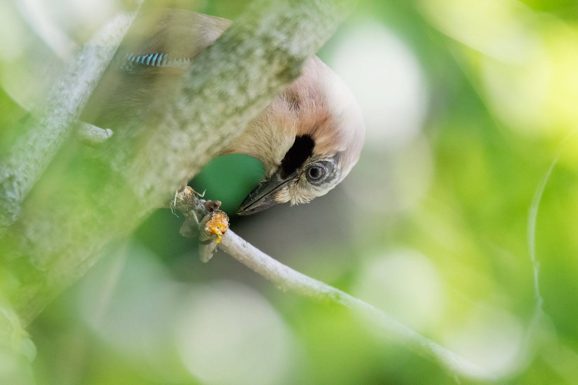 Ghiandaia con Libellula