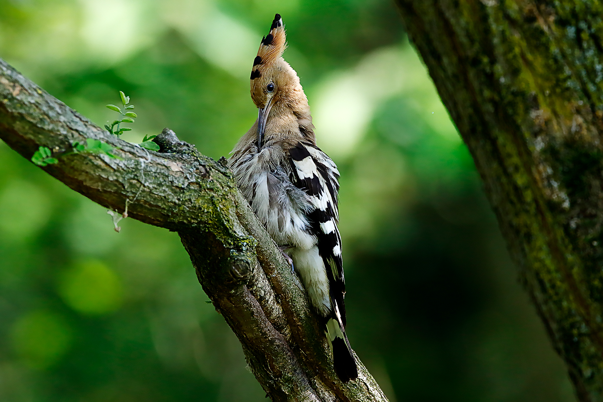 upupa, una bella grattatina