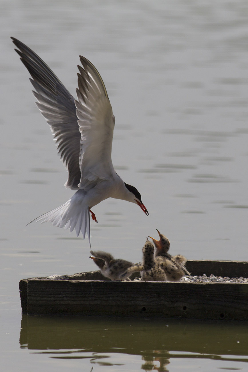 Sea swallow: my My...