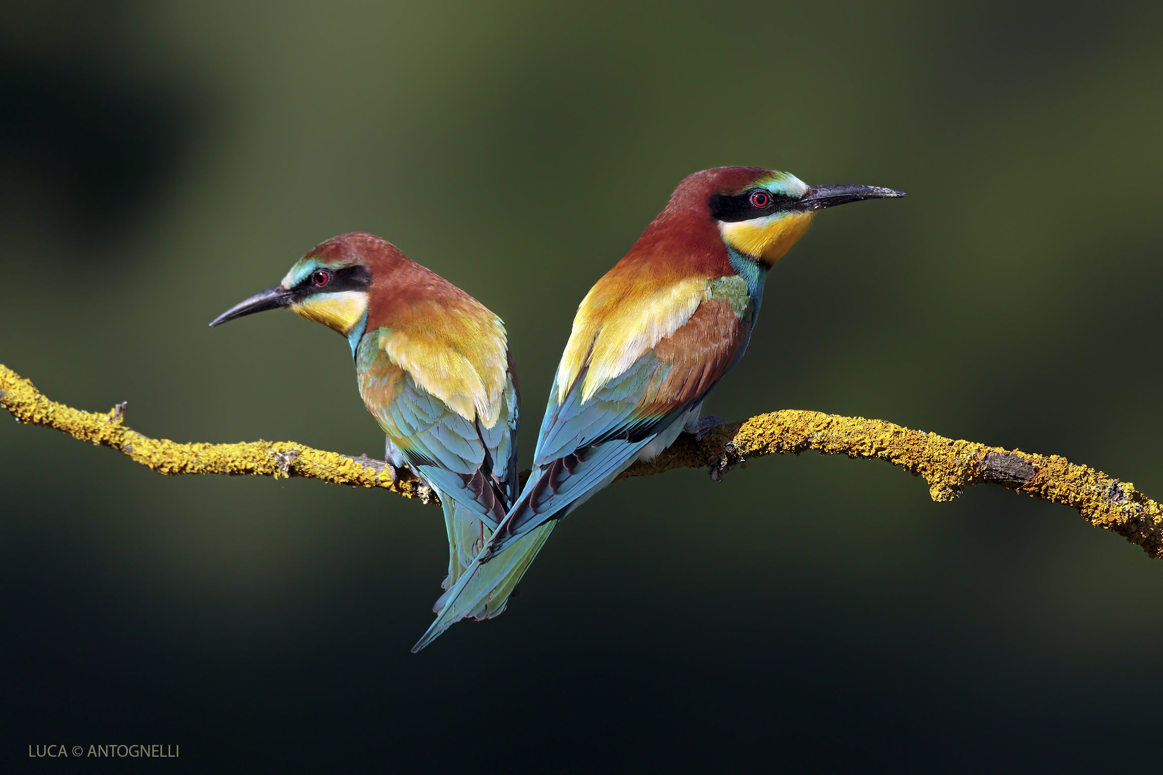 coppia di gruccioni in una calda luce serale.