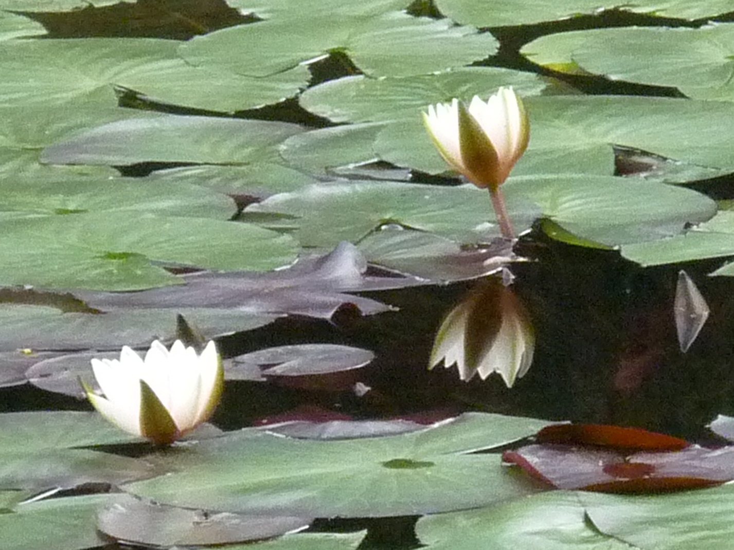 Water lilies at the lake of Sant'Agostino, Piedmont