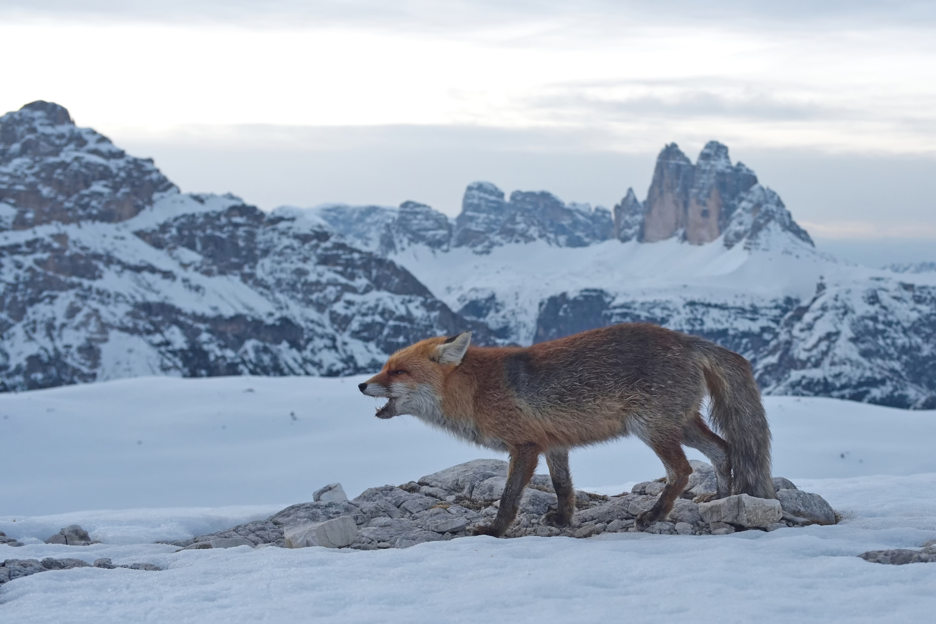 La volpe e le 3 Cime 2