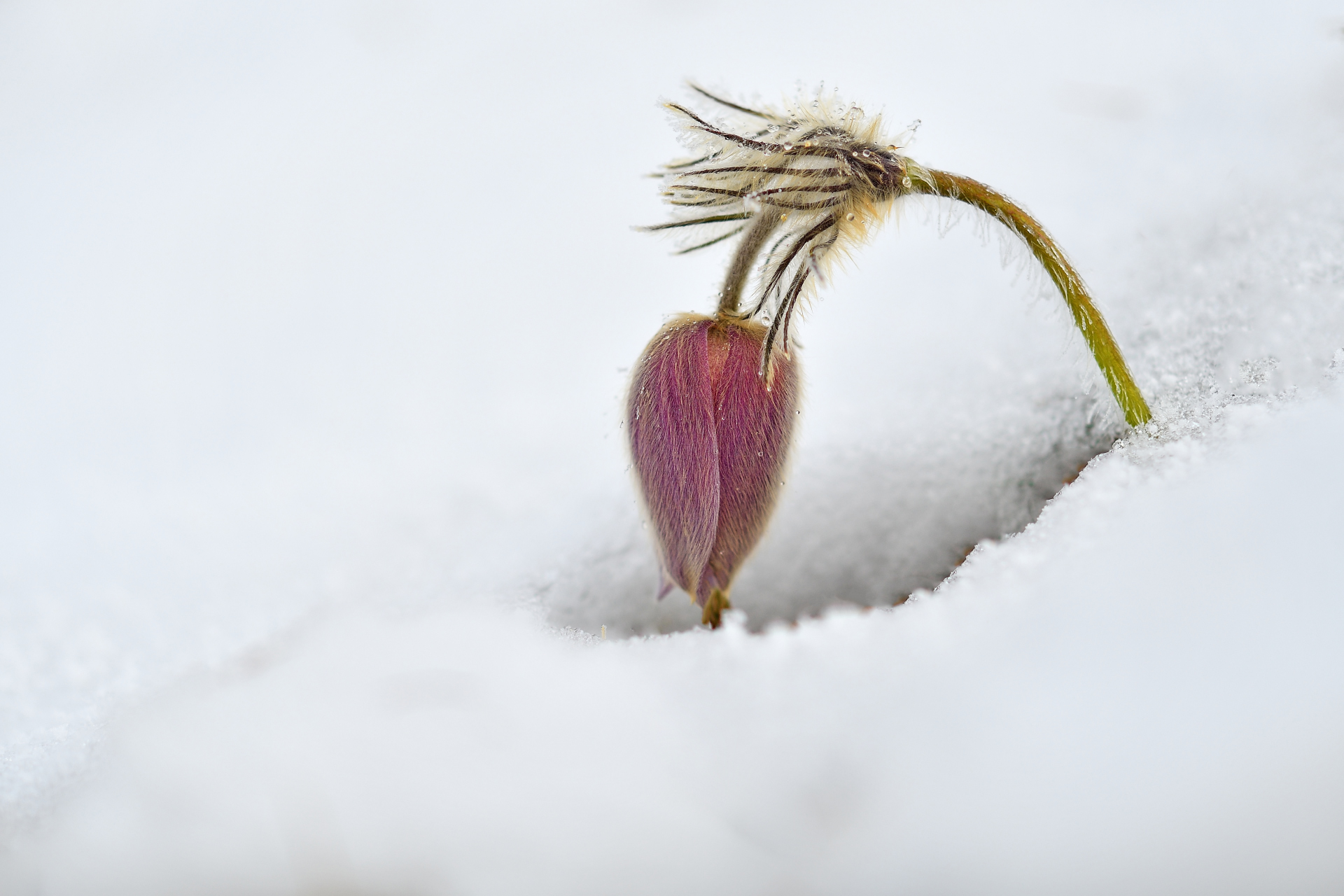 Pulsatilla Vernalis 3
