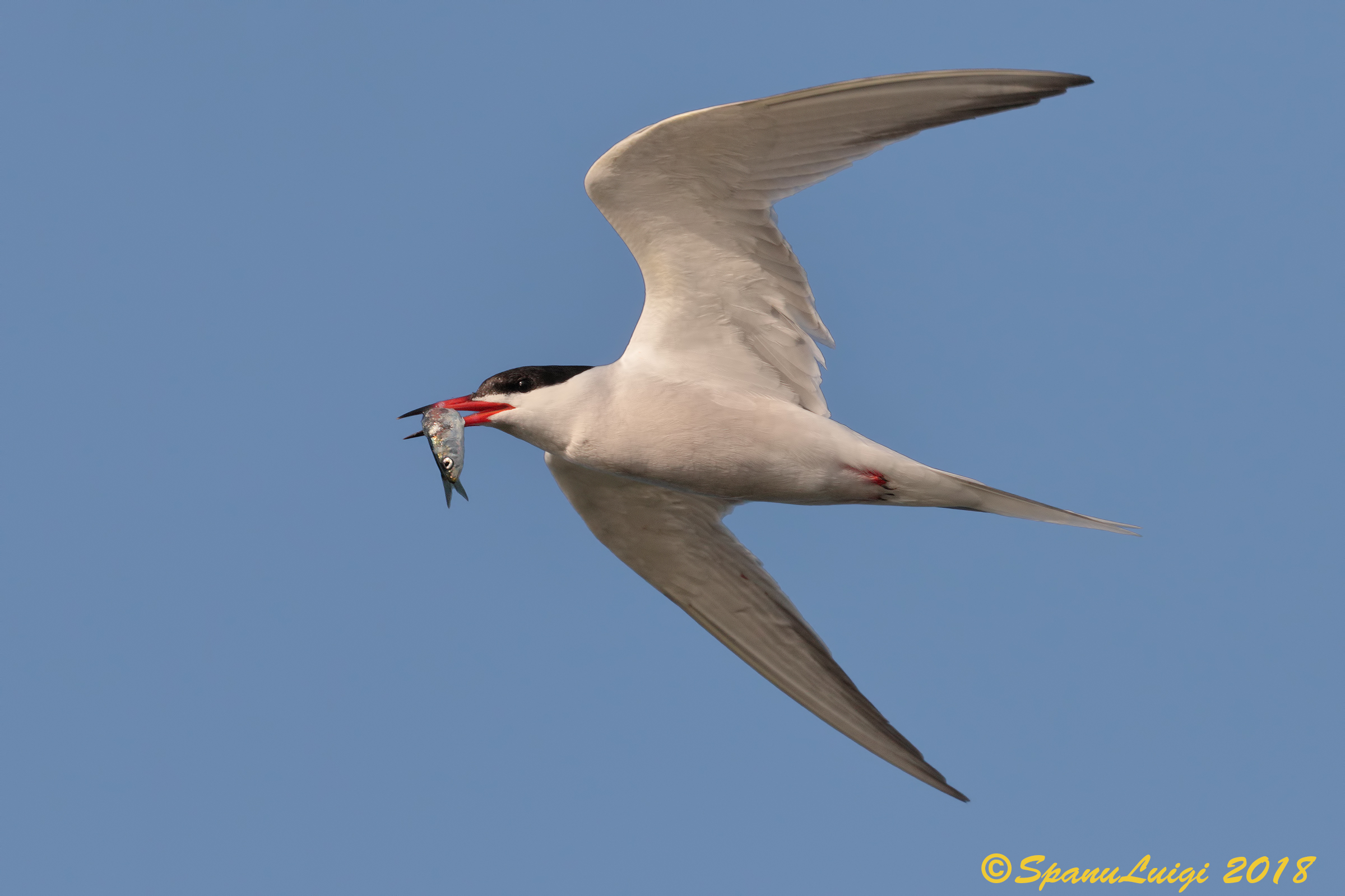 Tern
