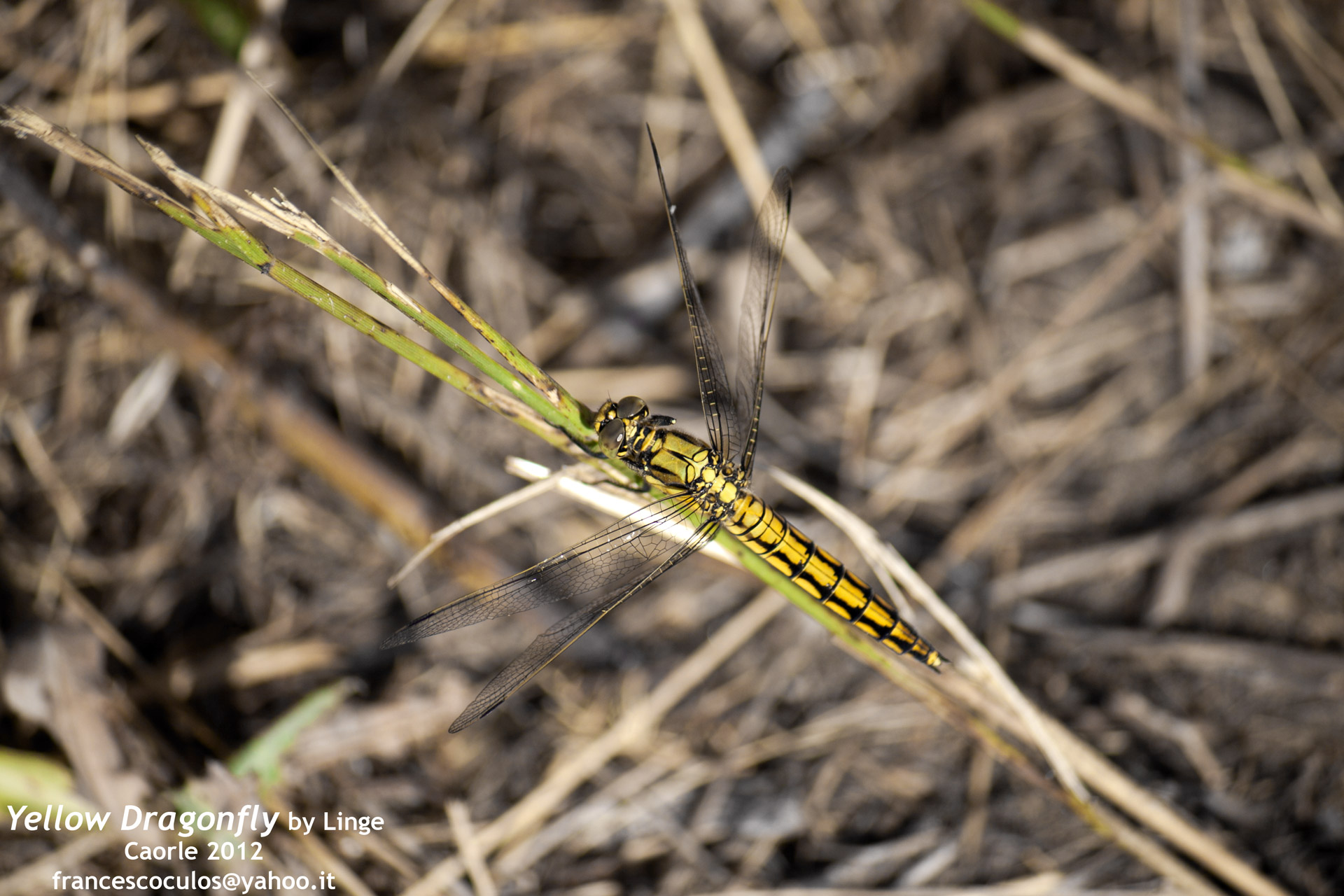 Yellow Dragonfly