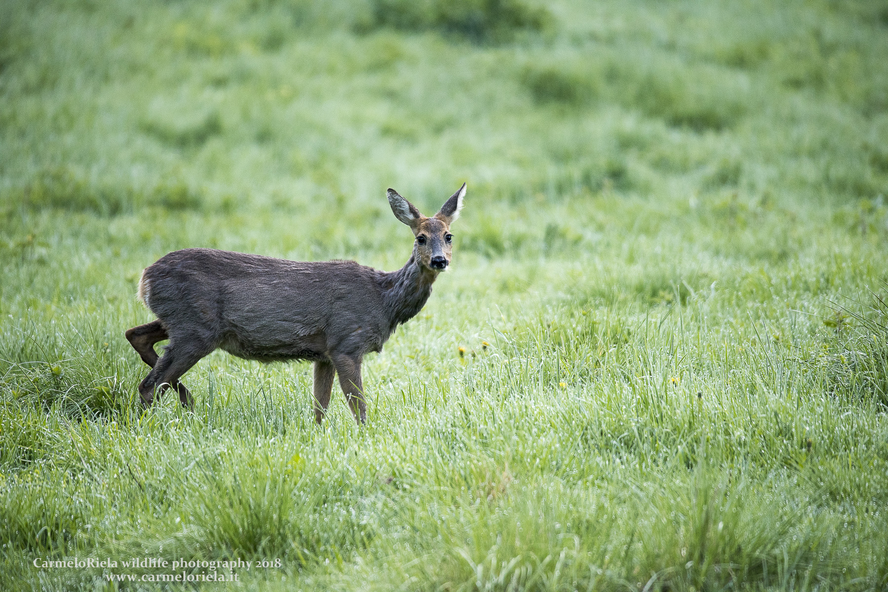 Female deer looking up at me.
