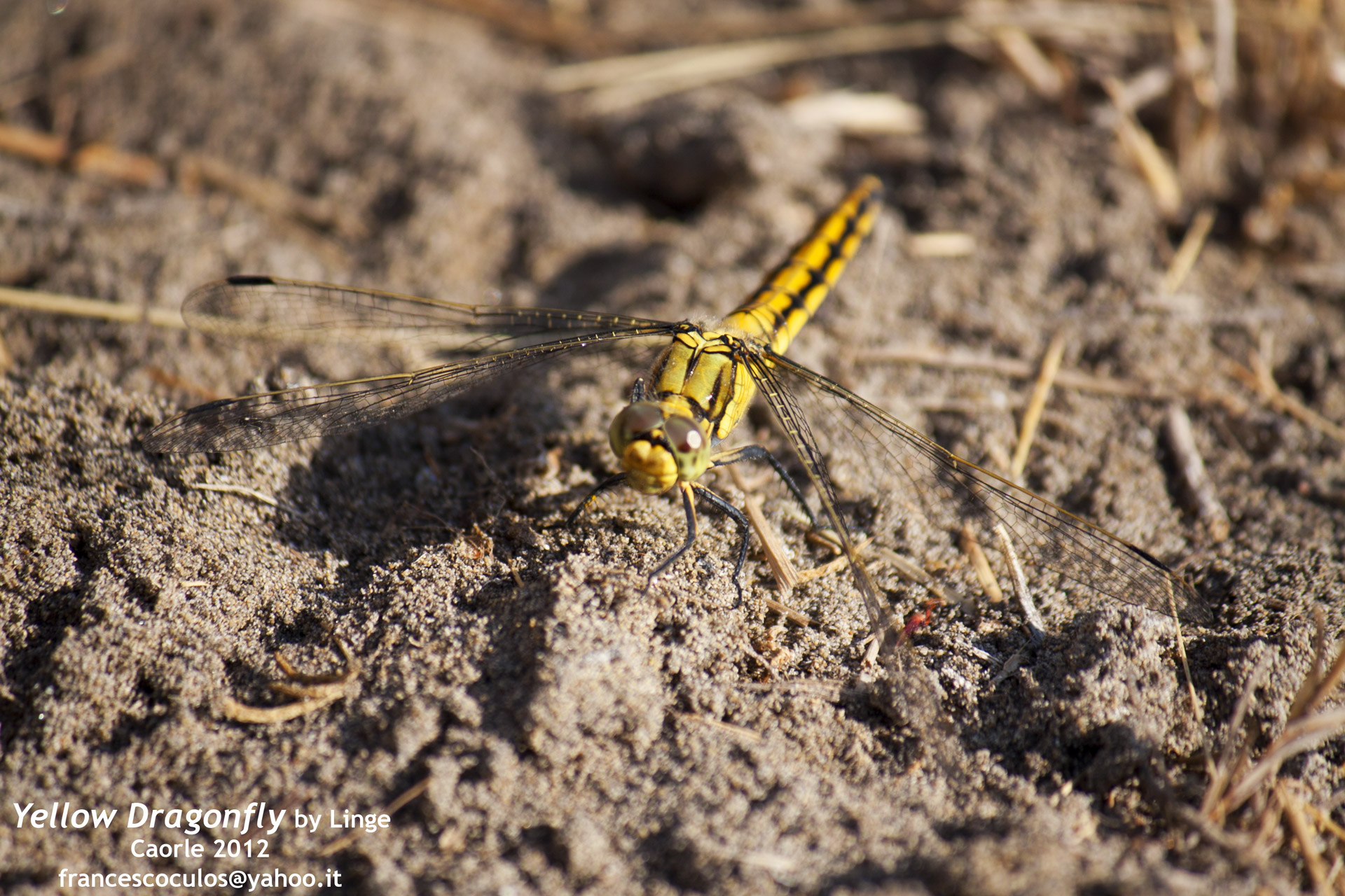 Yellow Dragonfly