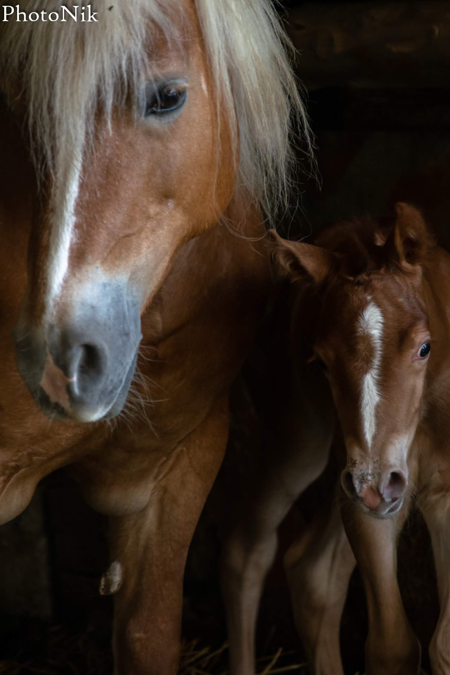 La mamma e la sua puledra