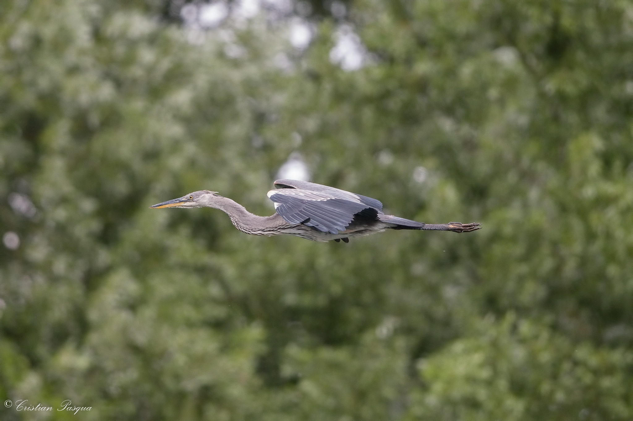 Grey Heron