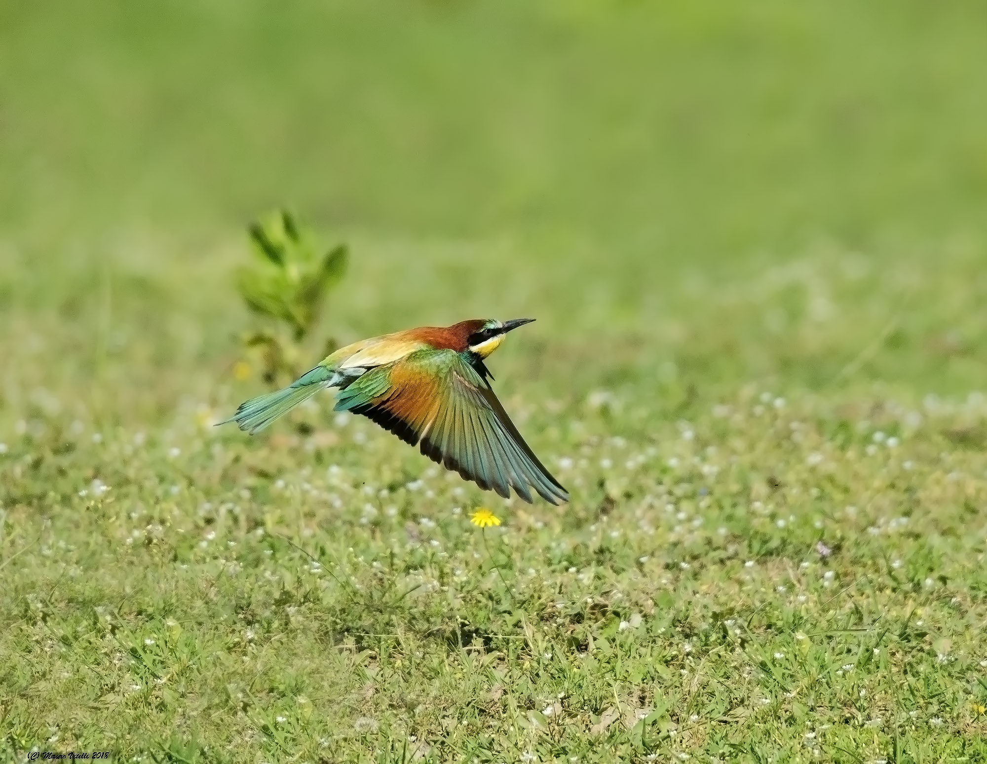 Gruccione (Merops apiaster)