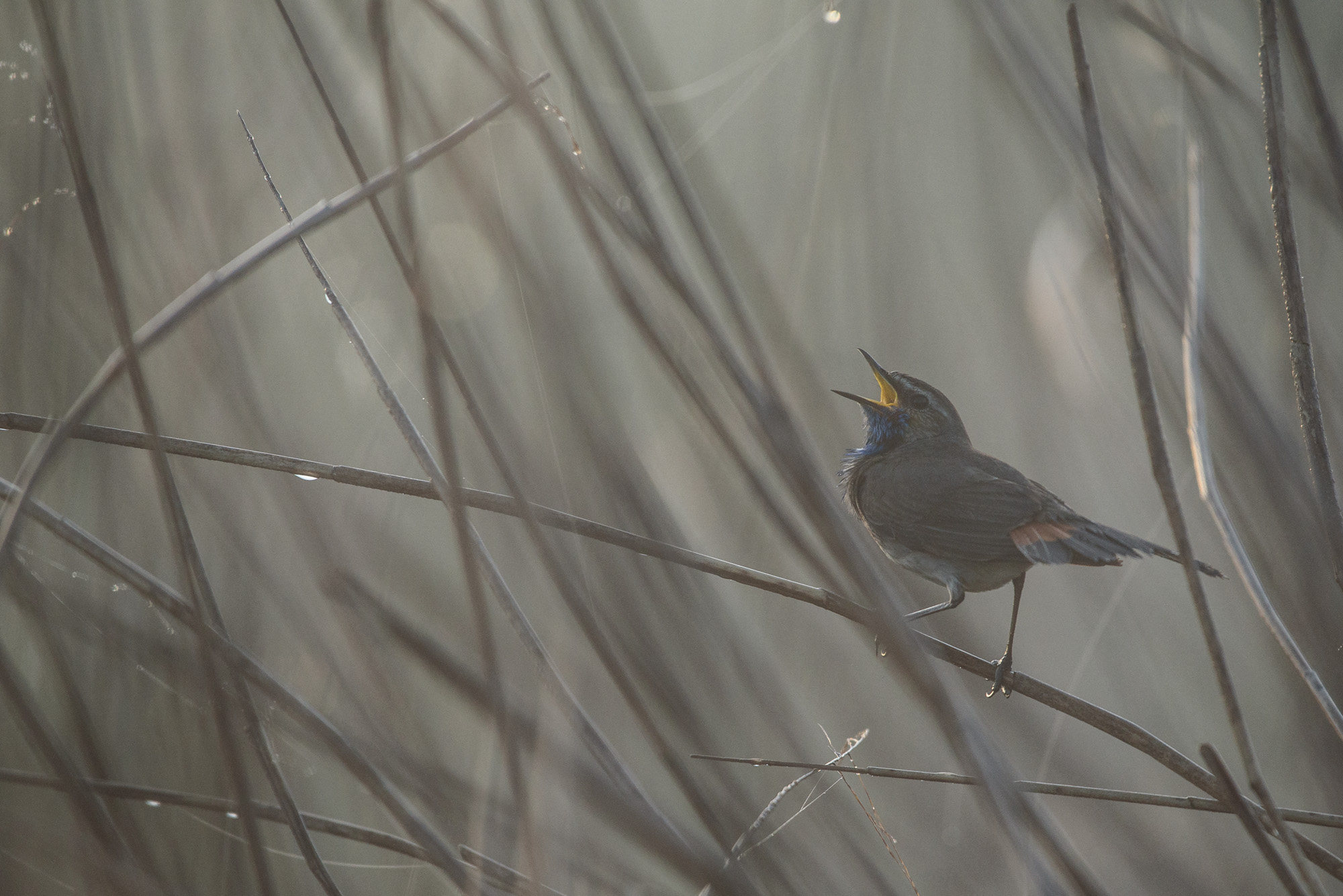 Bluethroat in the Fog
