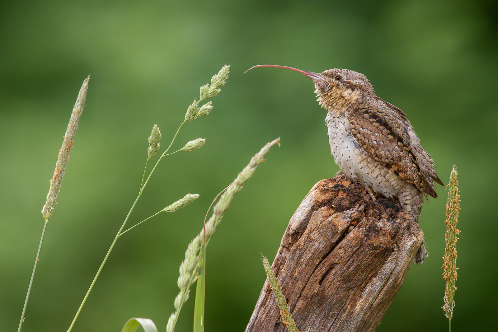 Torcicollo eurasiatico (Jynx torquilla)
