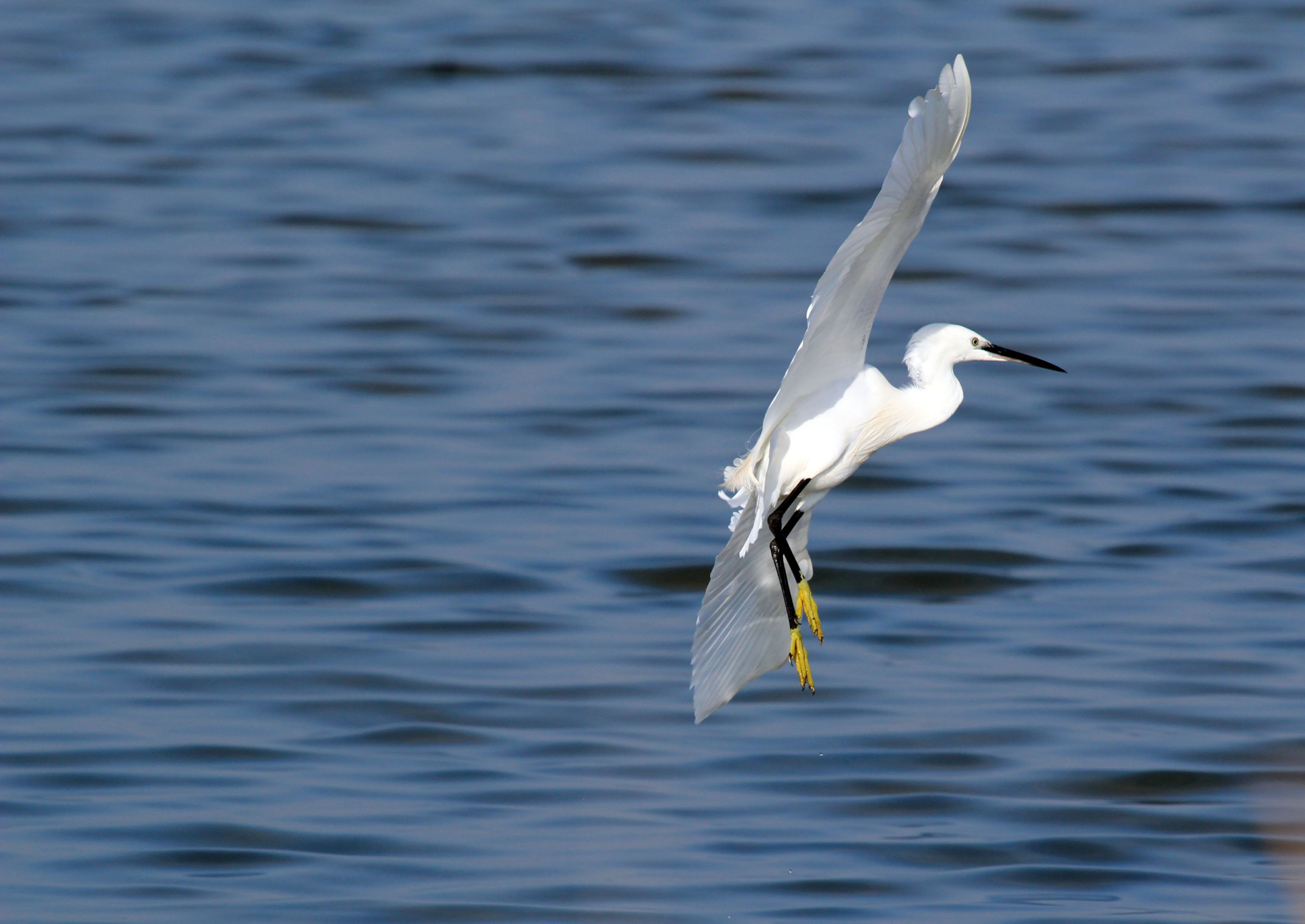 saline di cervia