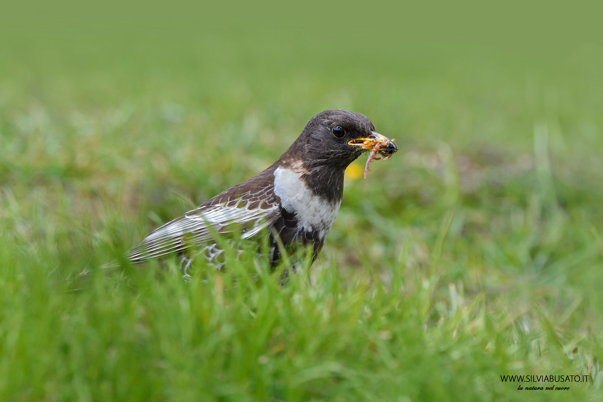 Collared Blackbird