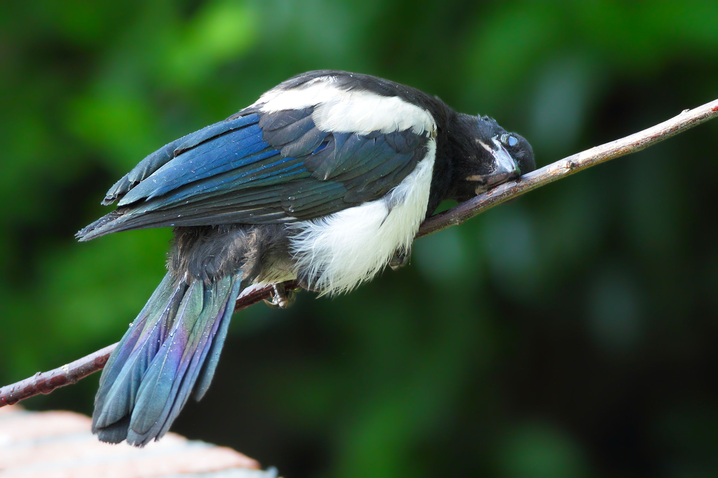 Magpie Pullo: After the bath, a nap....
