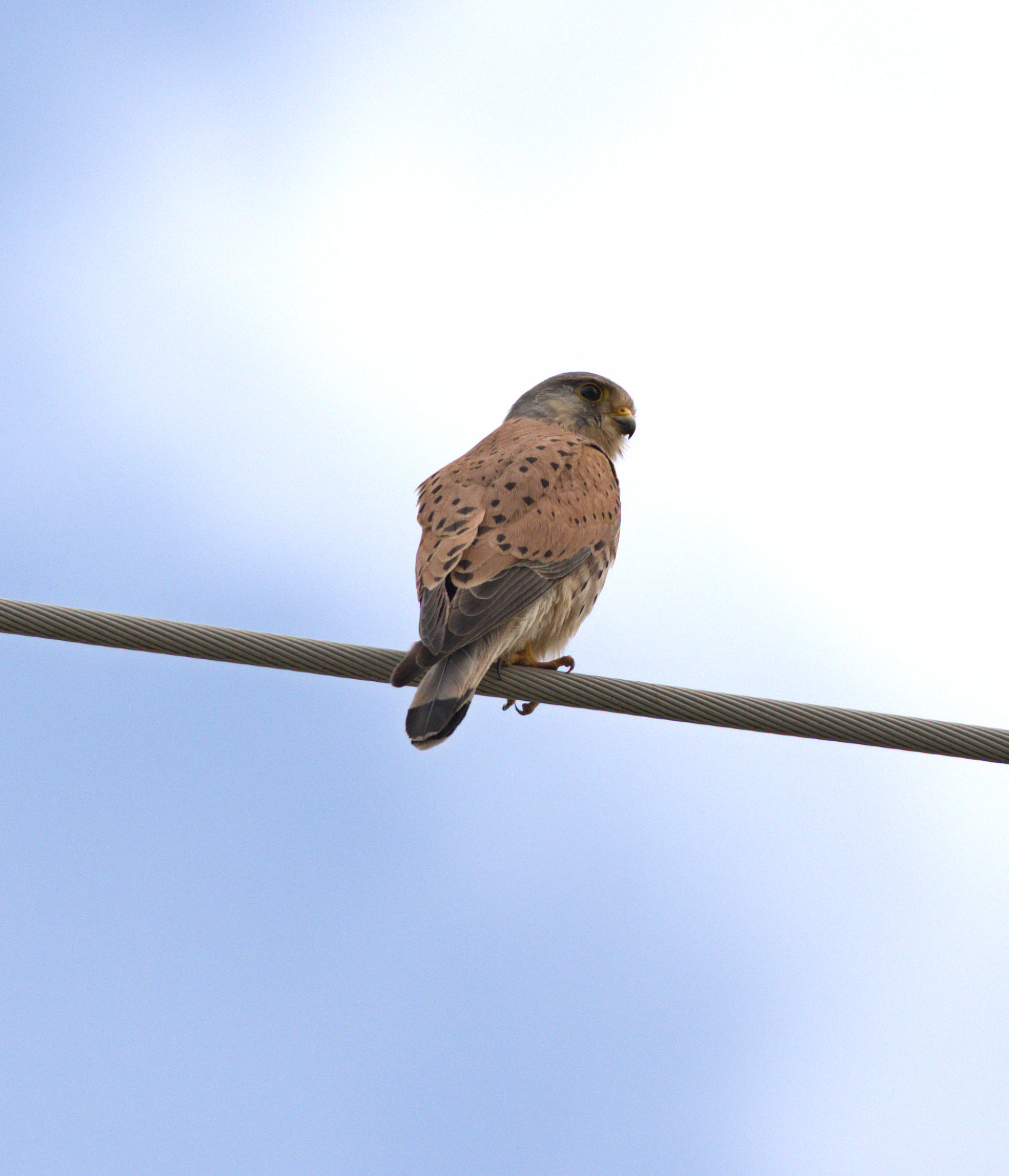 Kestrel