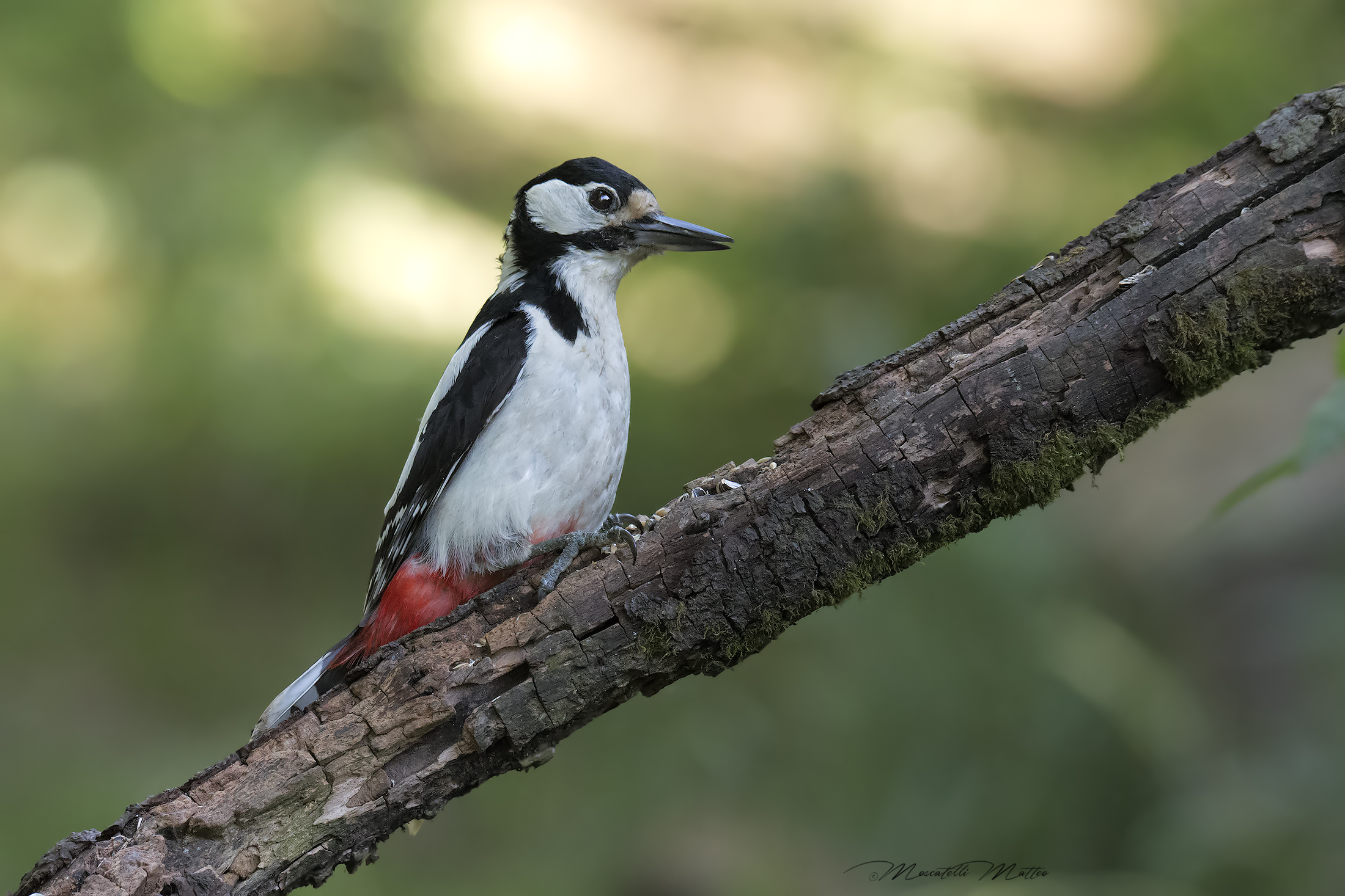 Big Red Woodpecker Female