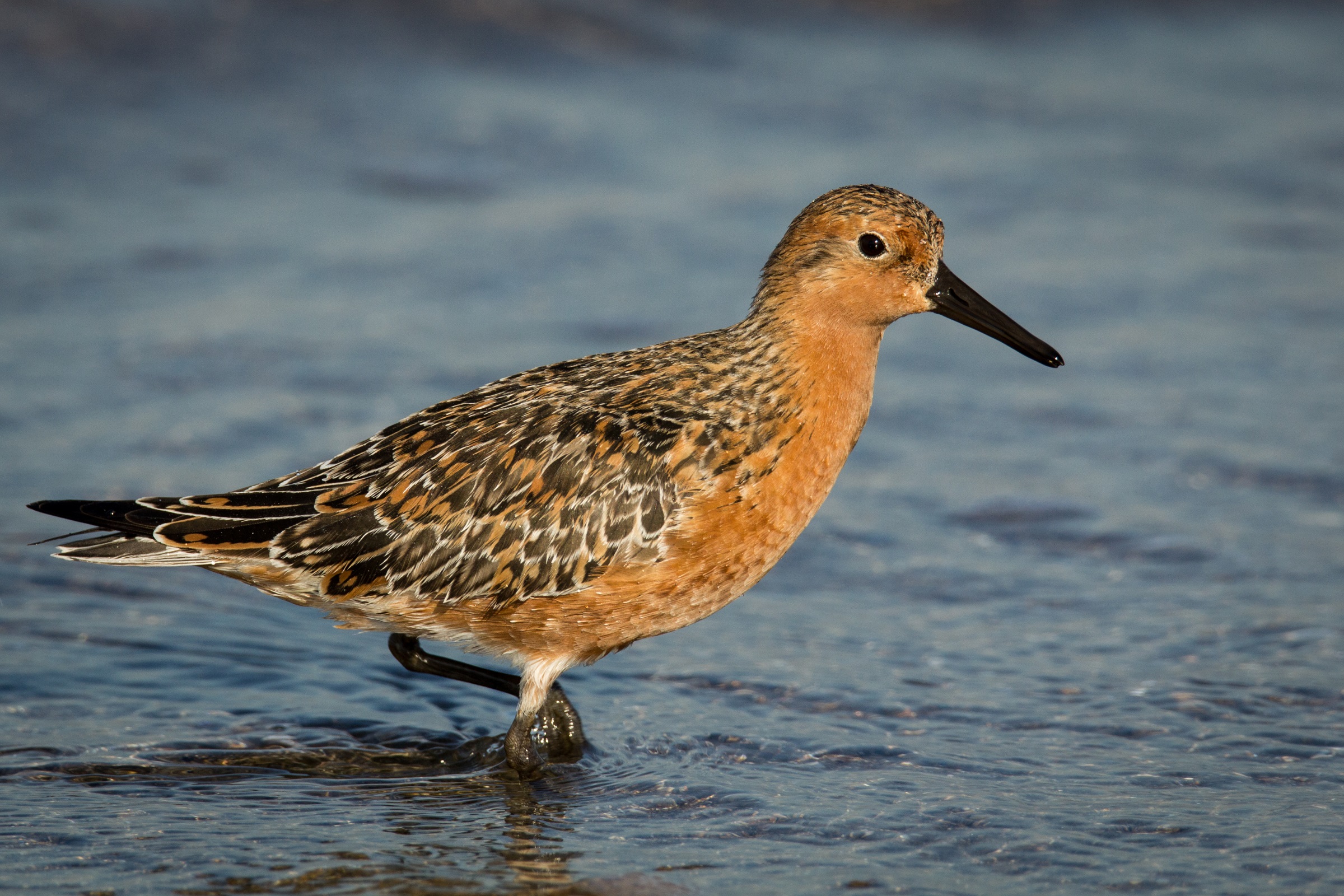 Sanderling