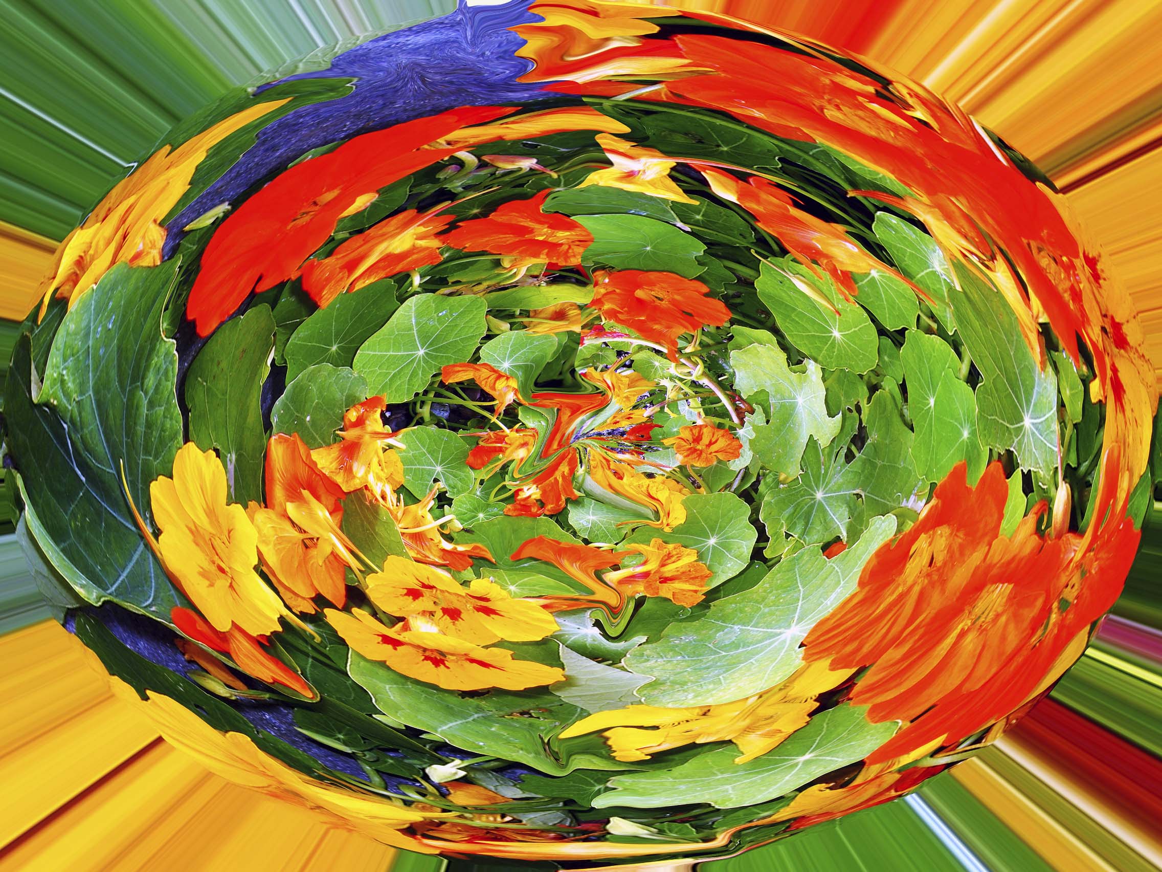 Flowers and Colors 10