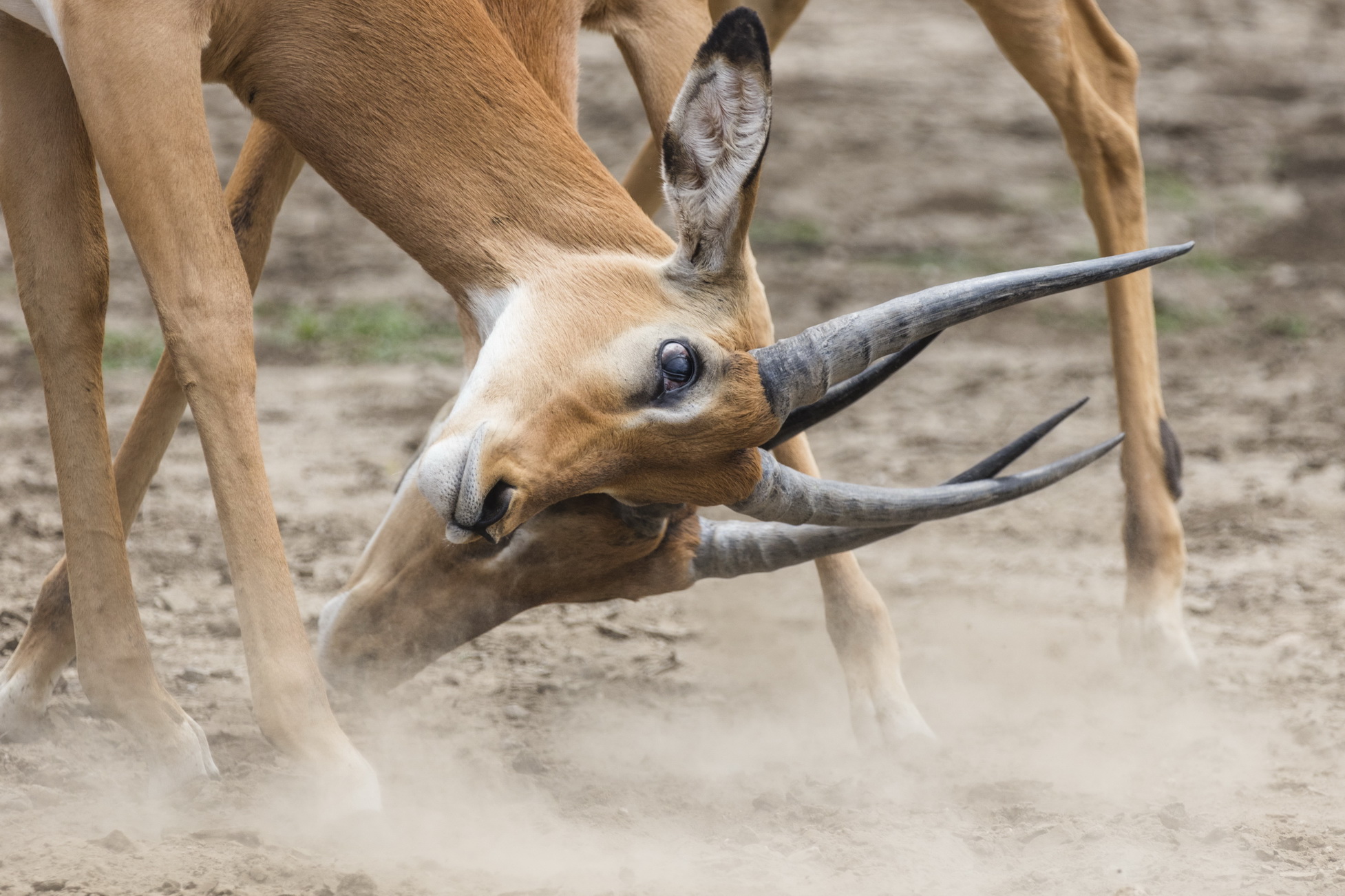 Serengeti male trying