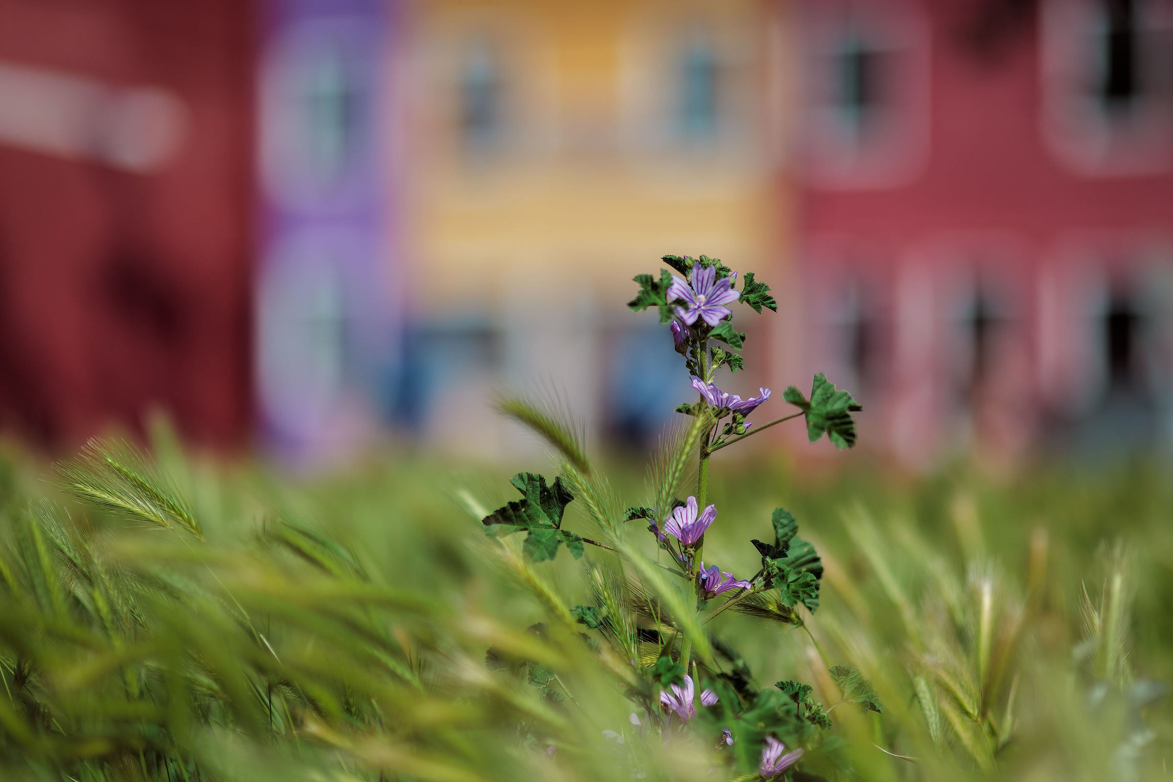 Burano in fiore.