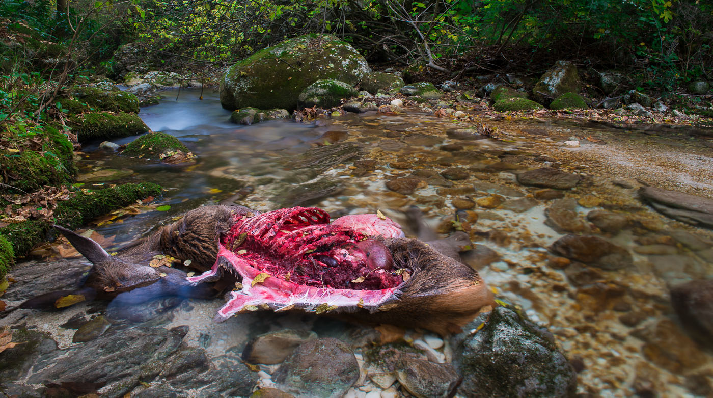 predation in the valley Orfento