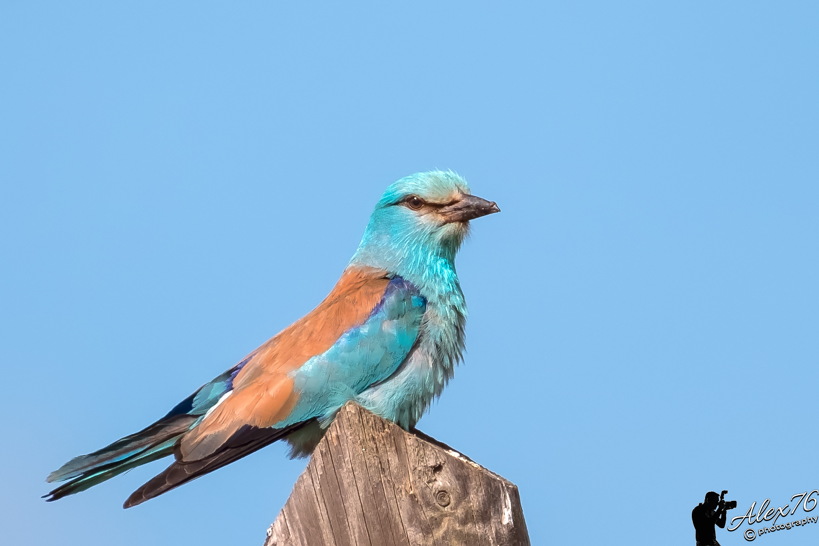 Jay Marina (Coracias Garrulus)