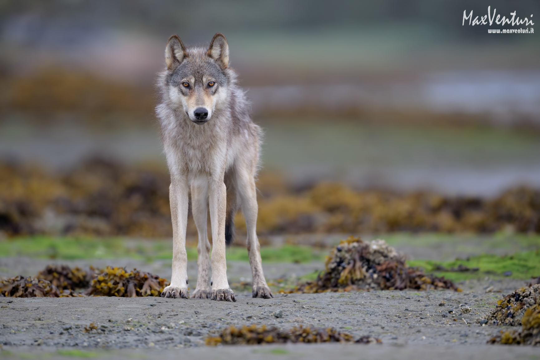COASTAL Wolves seven days with the herd