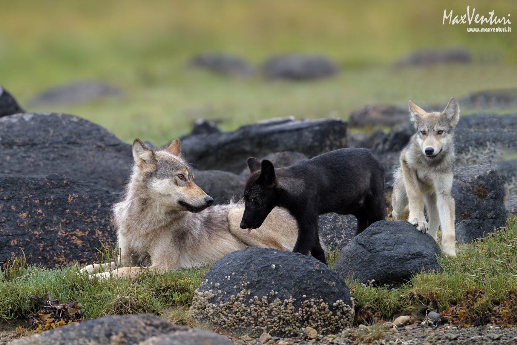 COASTAL Wolves seven days with the herd