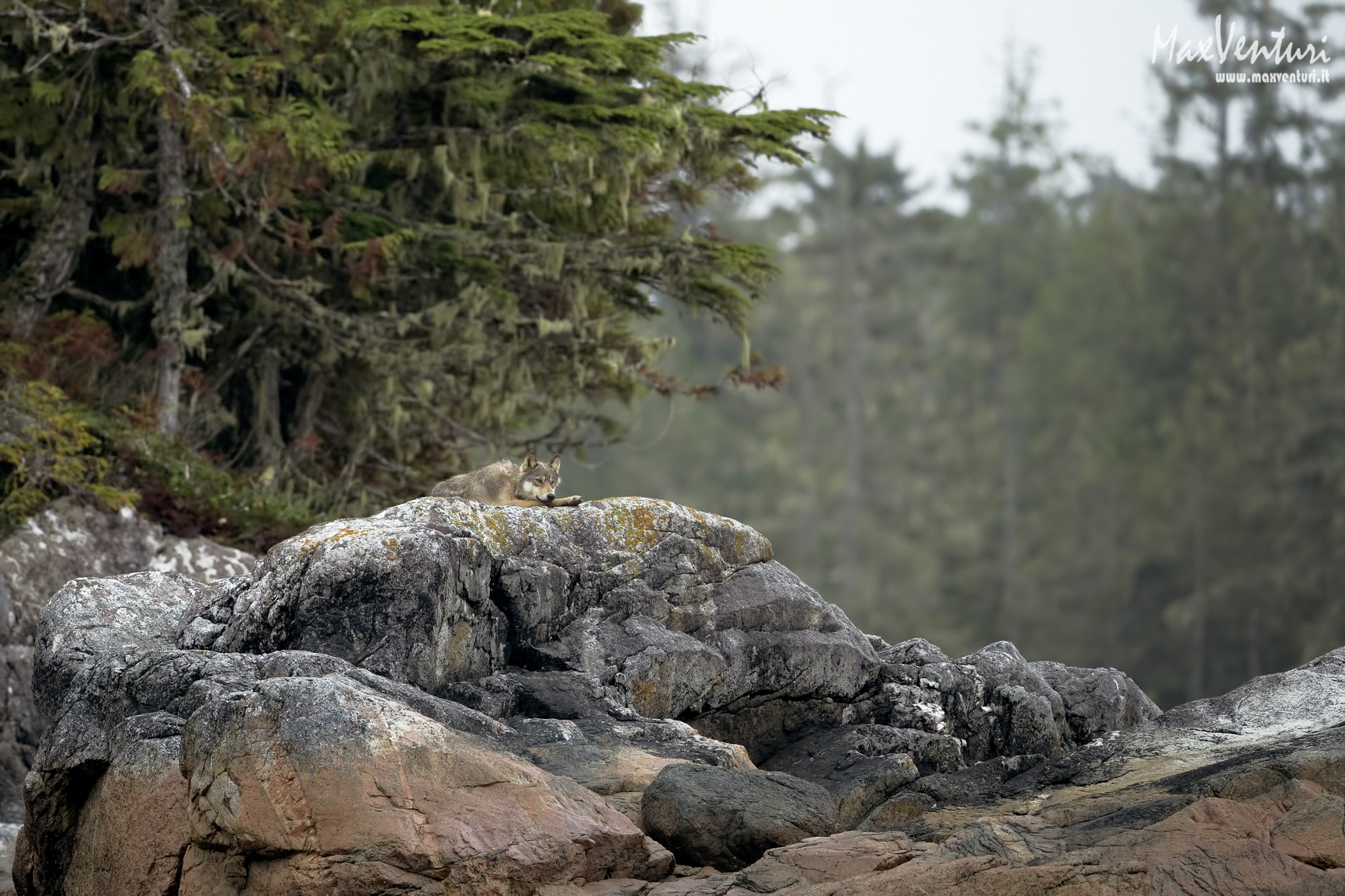 COASTAL Wolves seven days with the herd