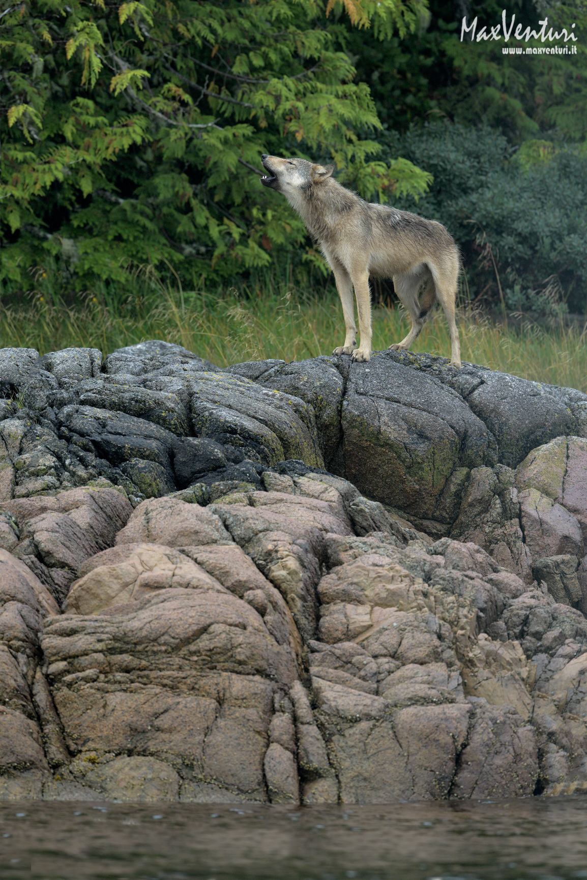 COASTAL Wolves seven days with the herd