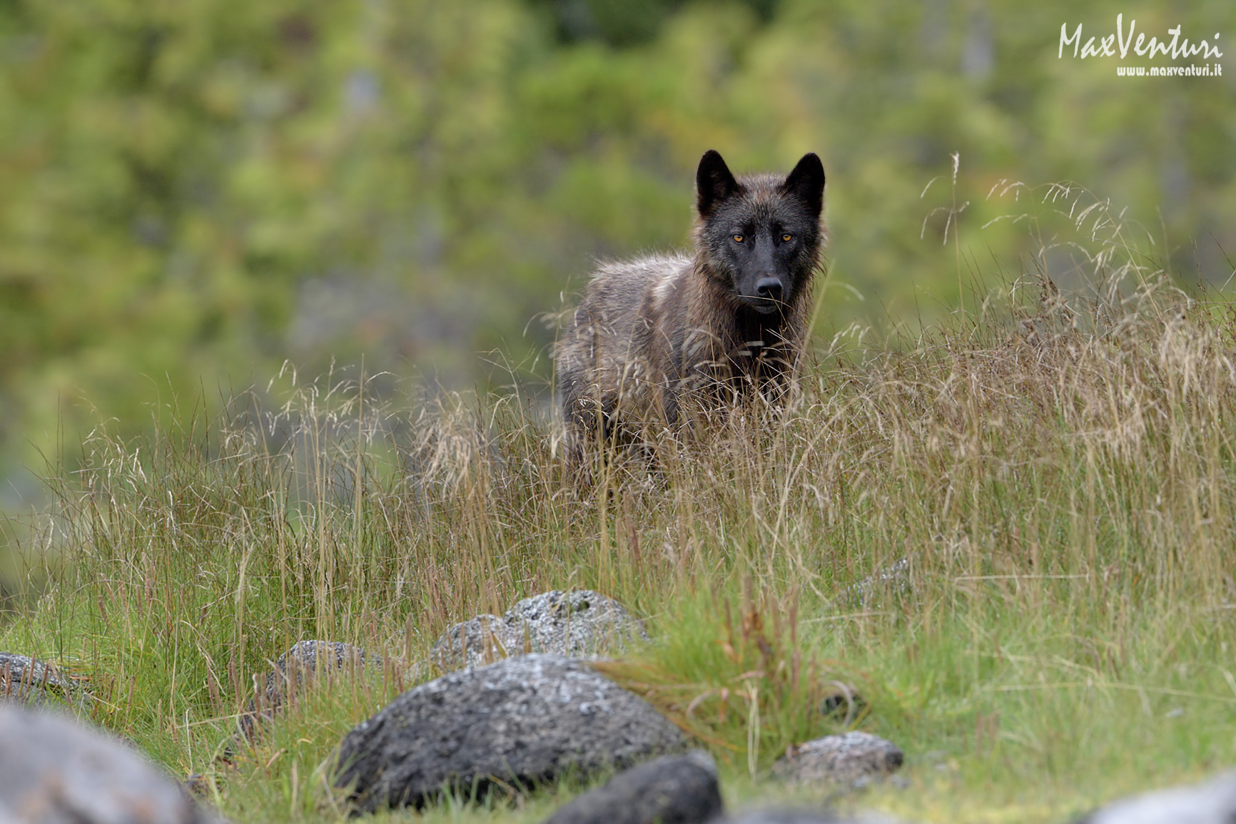 COASTAL Wolves seven days with the herd