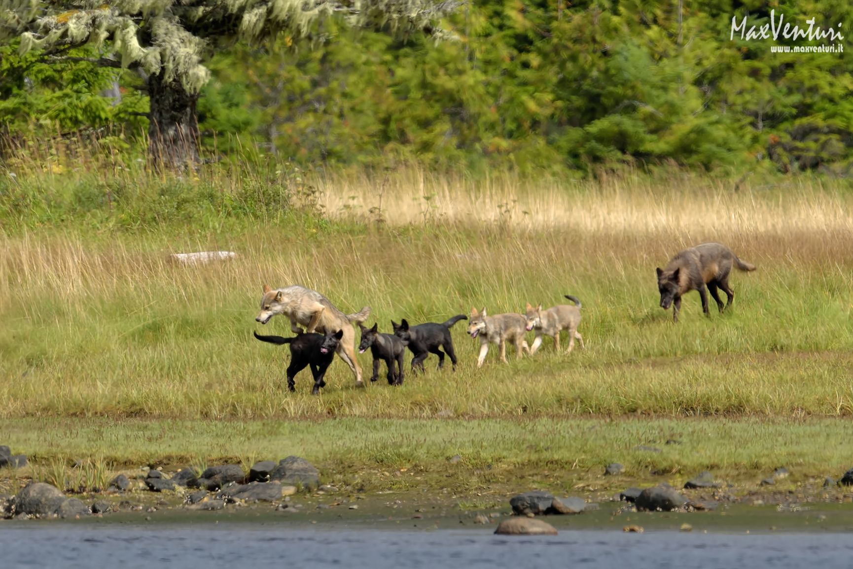 COASTAL Wolves seven days with the herd