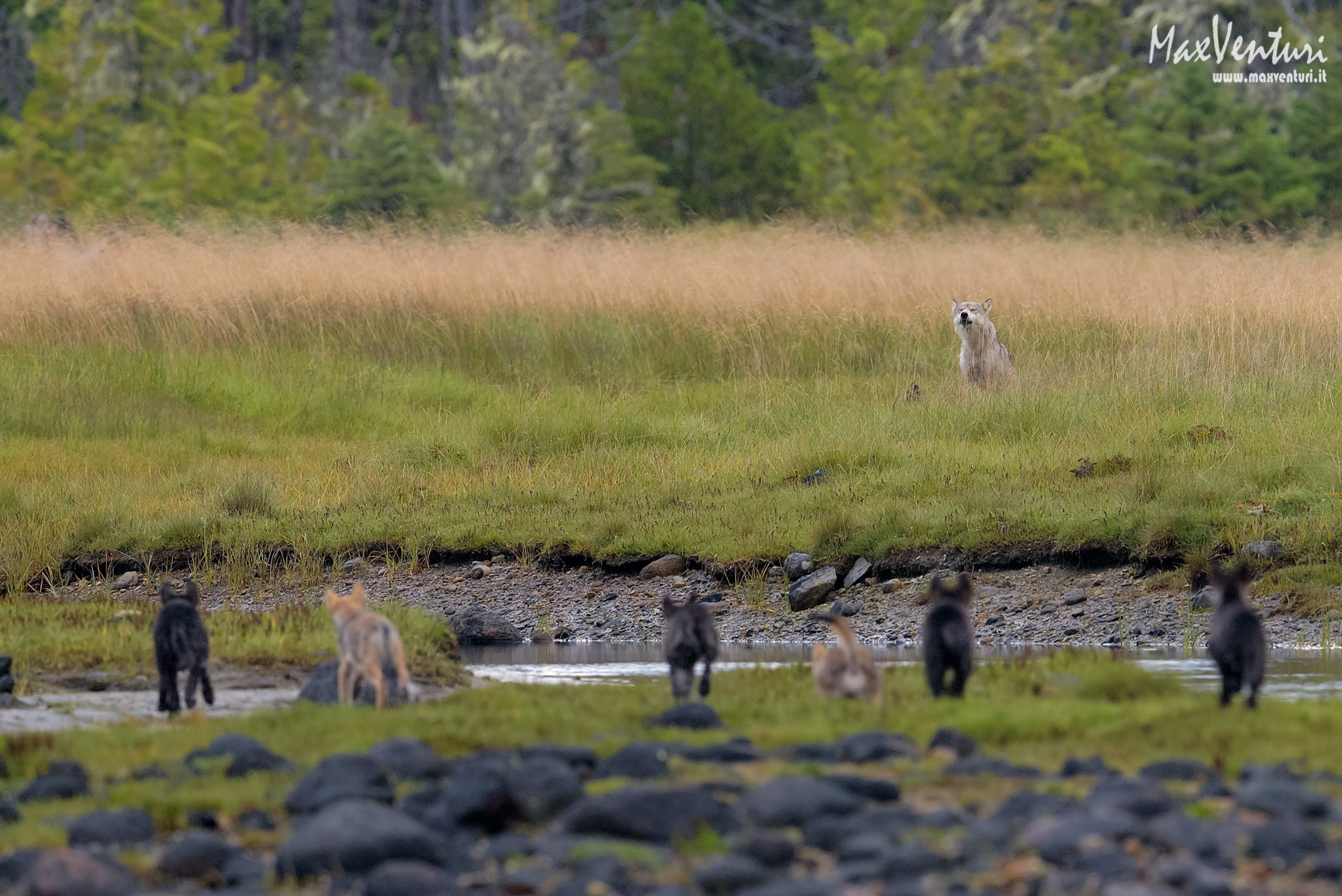 COASTAL Wolves seven days with the herd