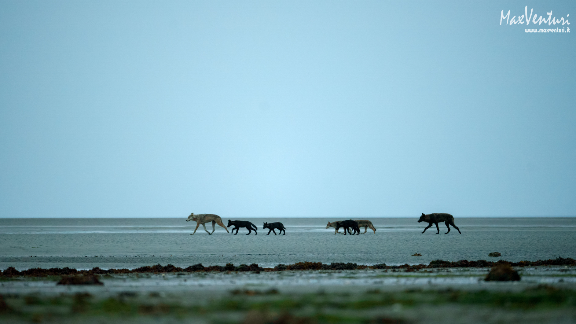 COASTAL Wolves seven days with the herd