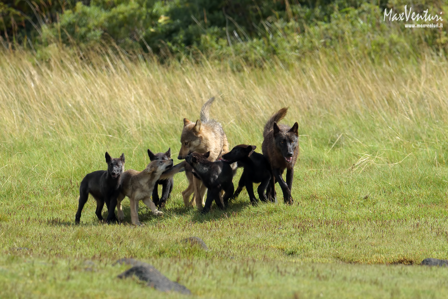 COASTAL Wolves seven days with the herd