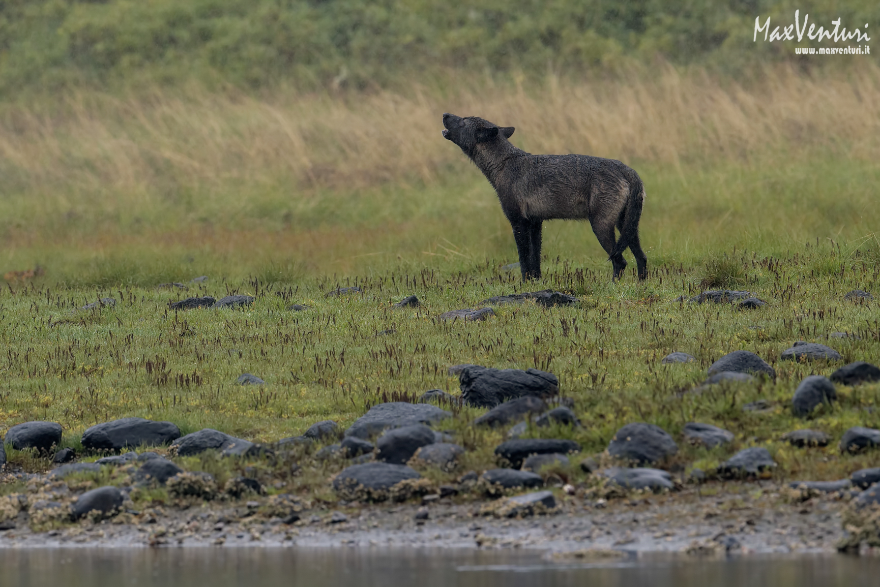 COASTAL Wolves seven days with the herd