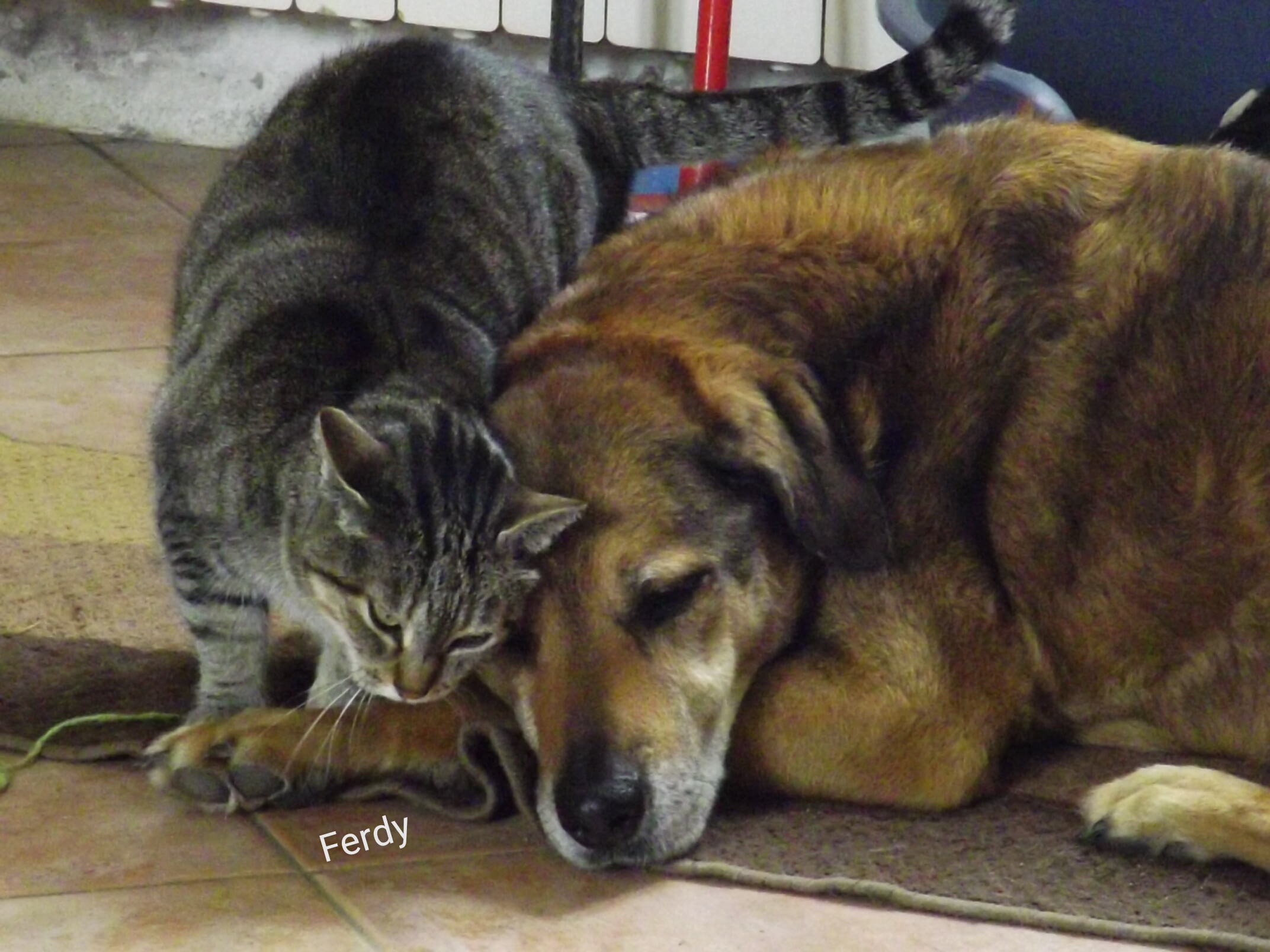 Dog with Cat