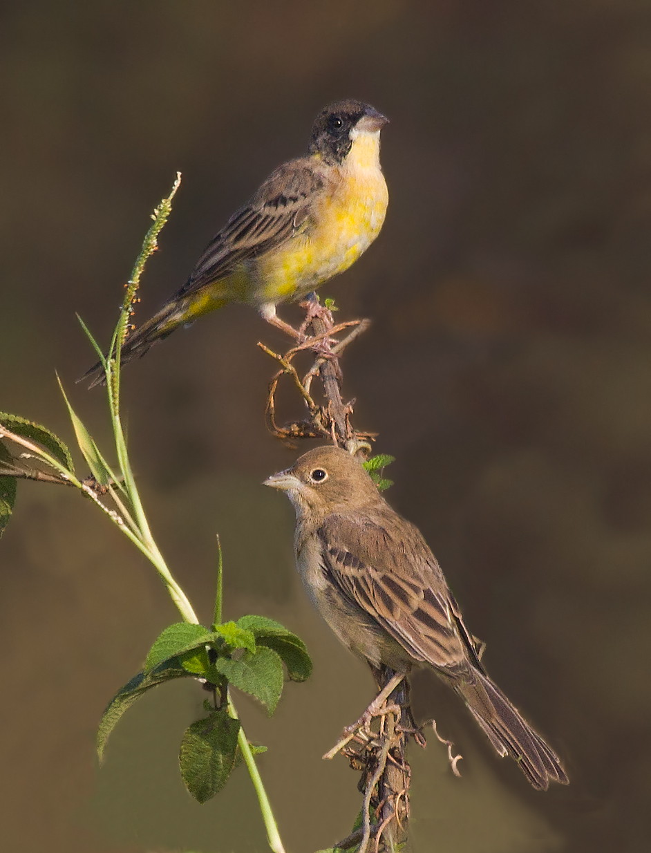 Black Headed Bunting,male and female.