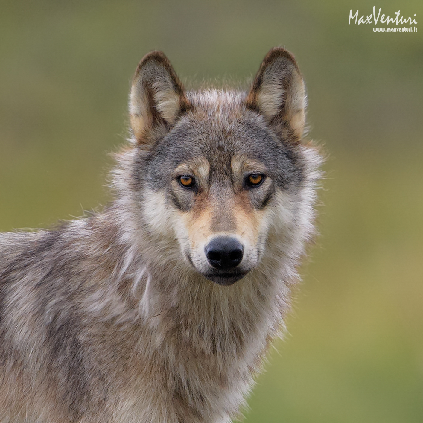 Coastal Wolves seven days with the herd