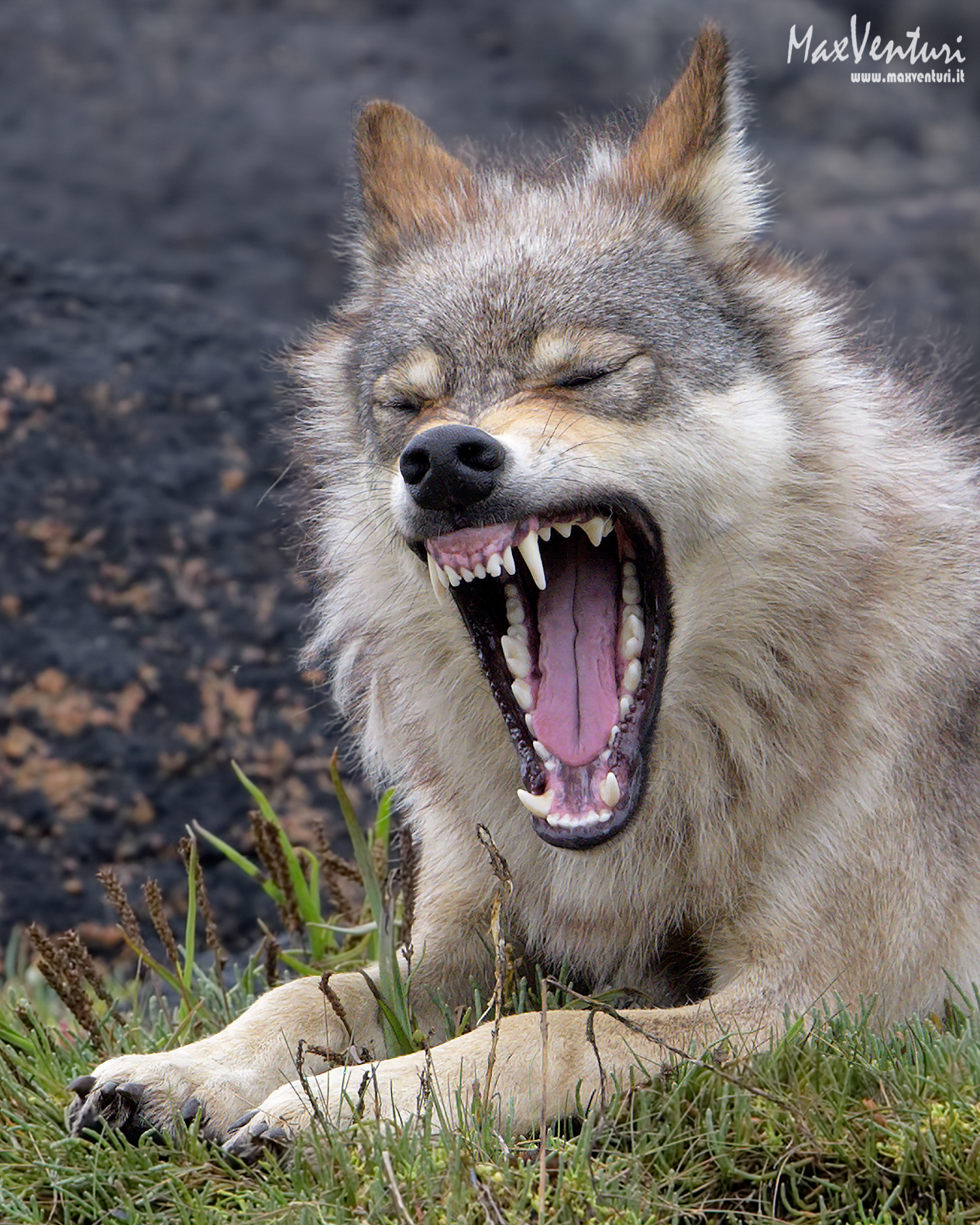 Coastal Wolves seven days with the herd