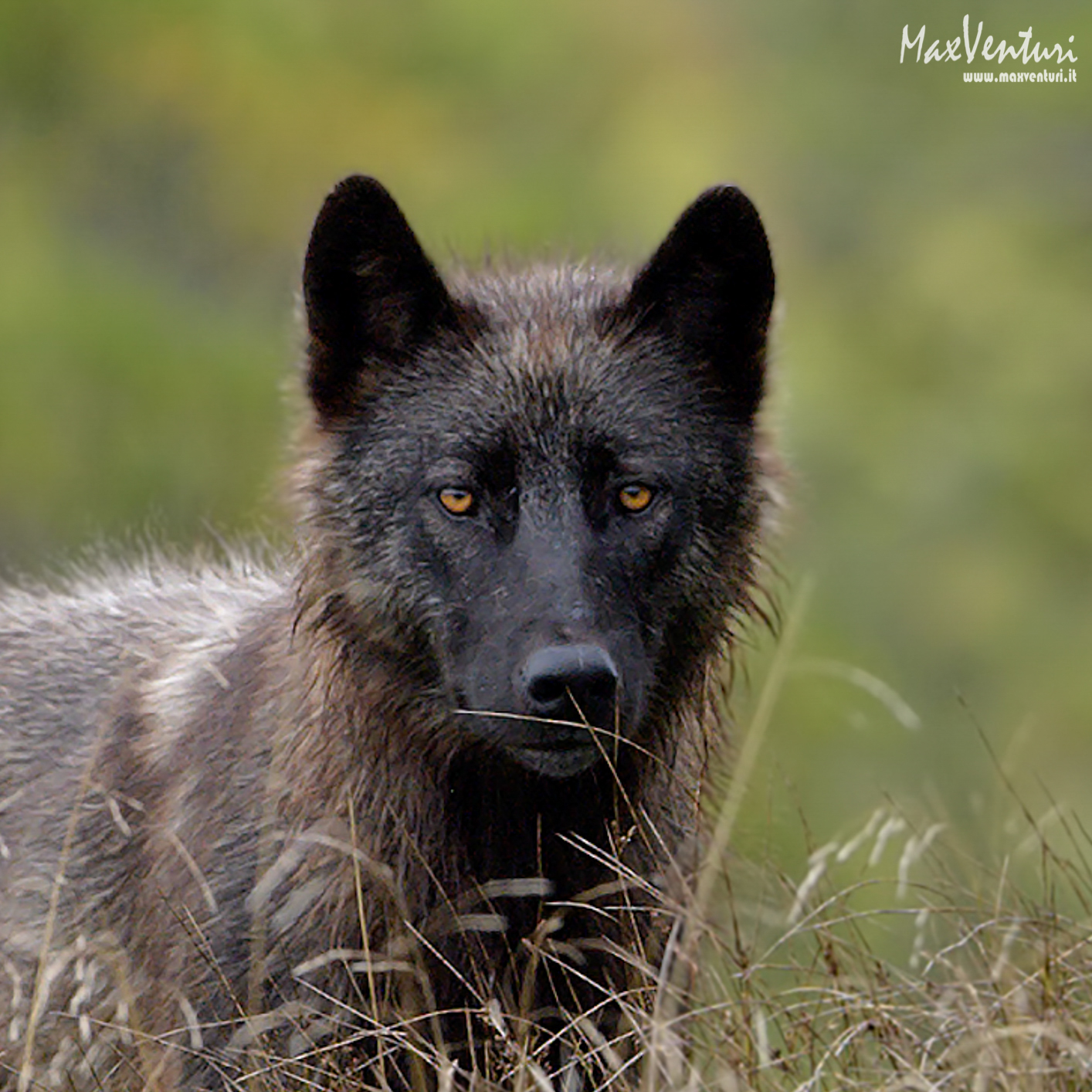 Coastal Wolves seven days with the herd