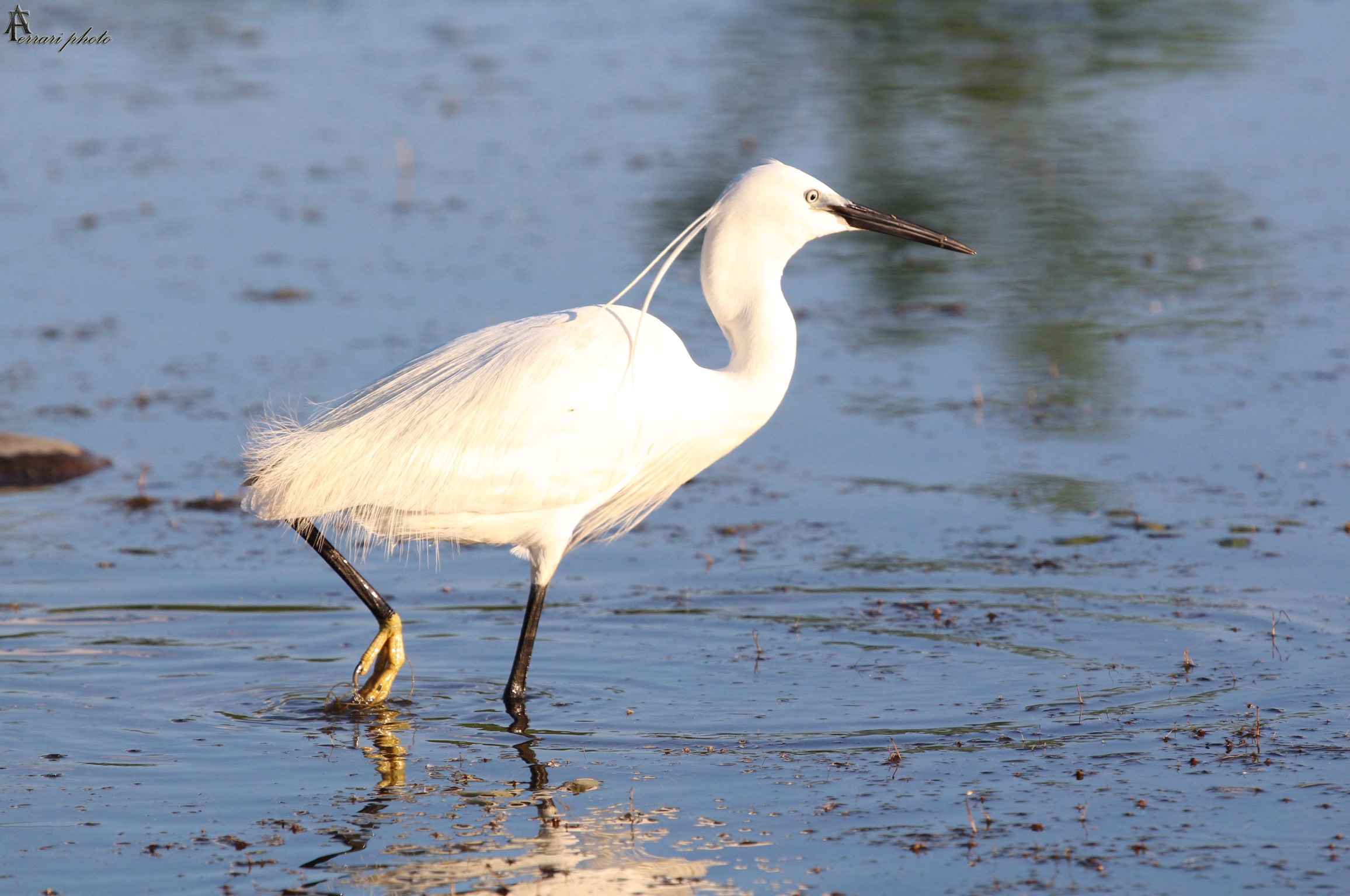 Egret