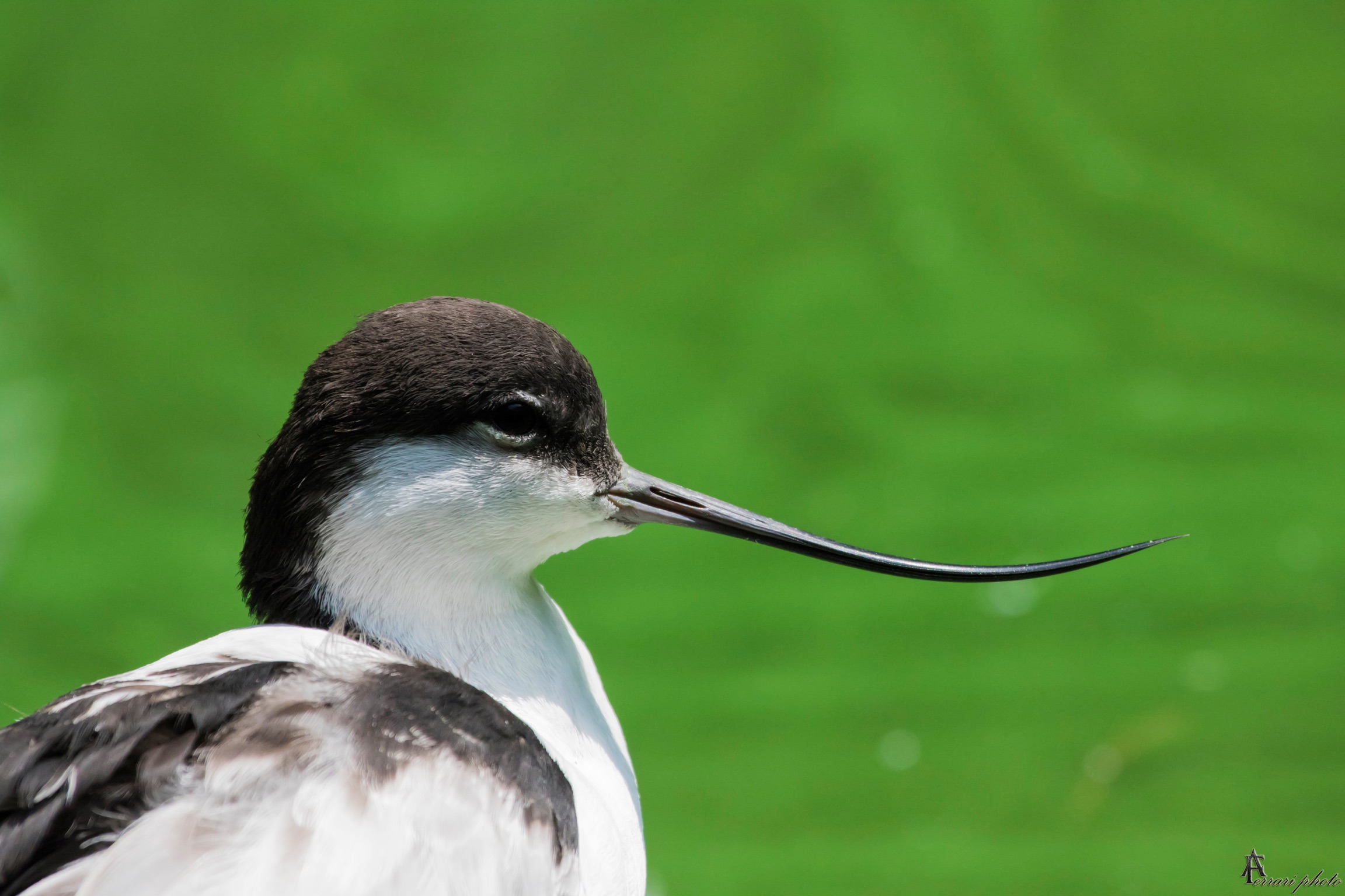 Avocet
