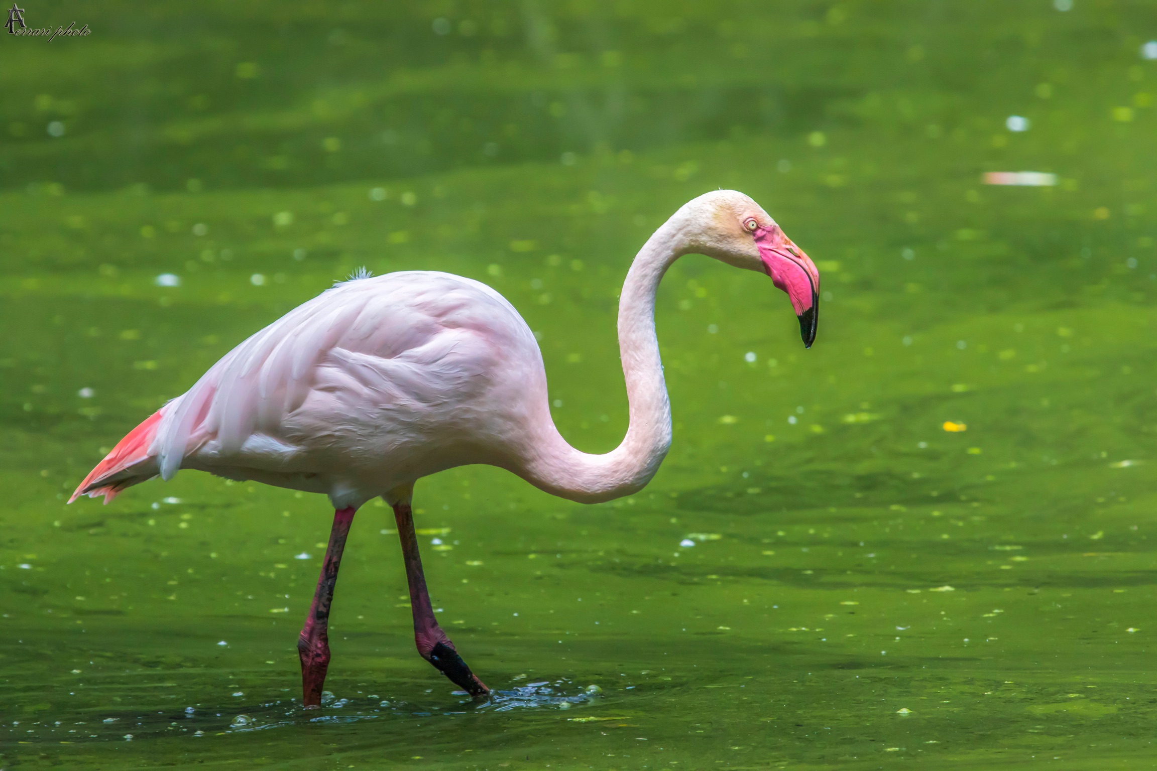 Flamingo