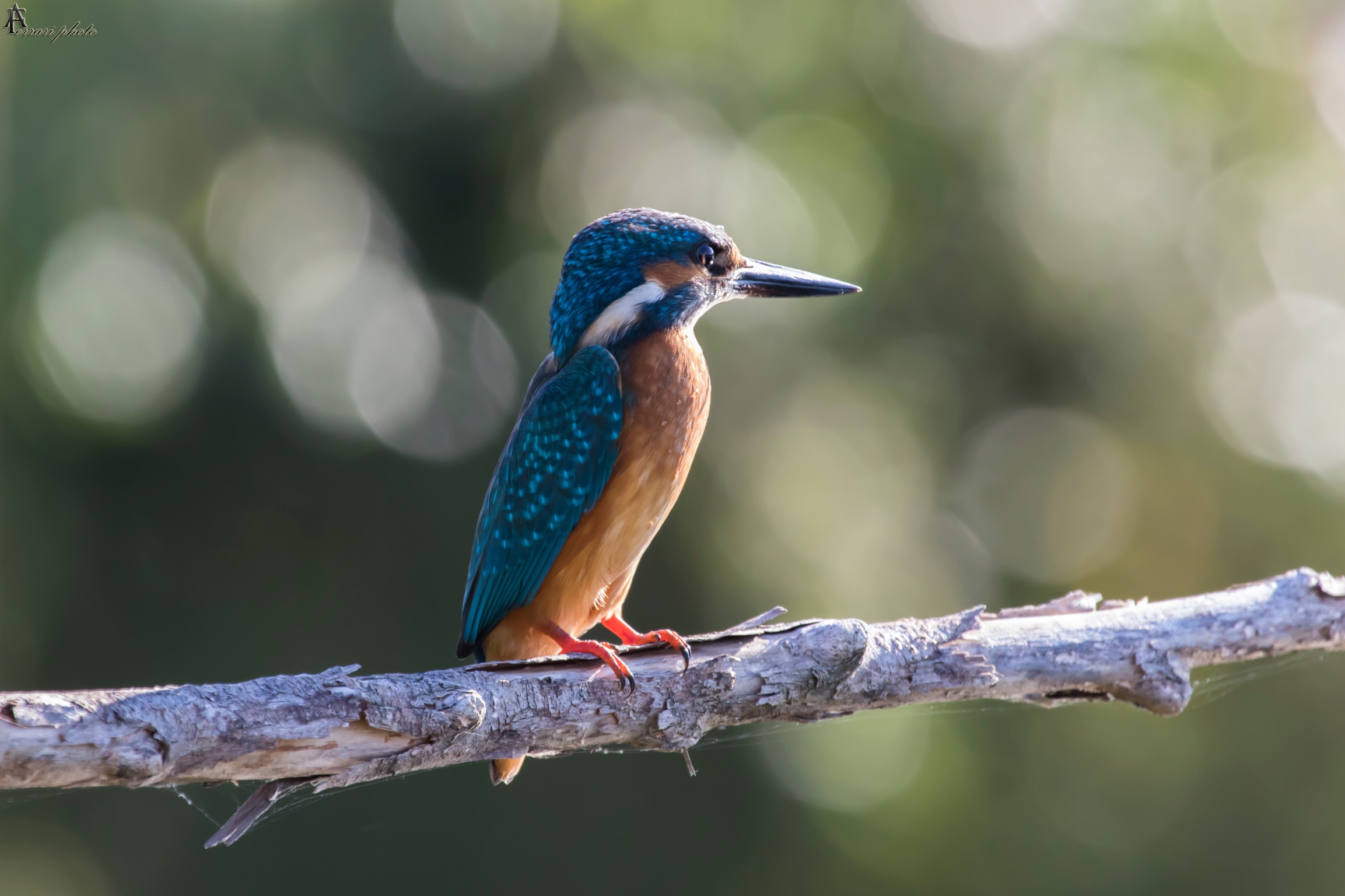 Kingfisher