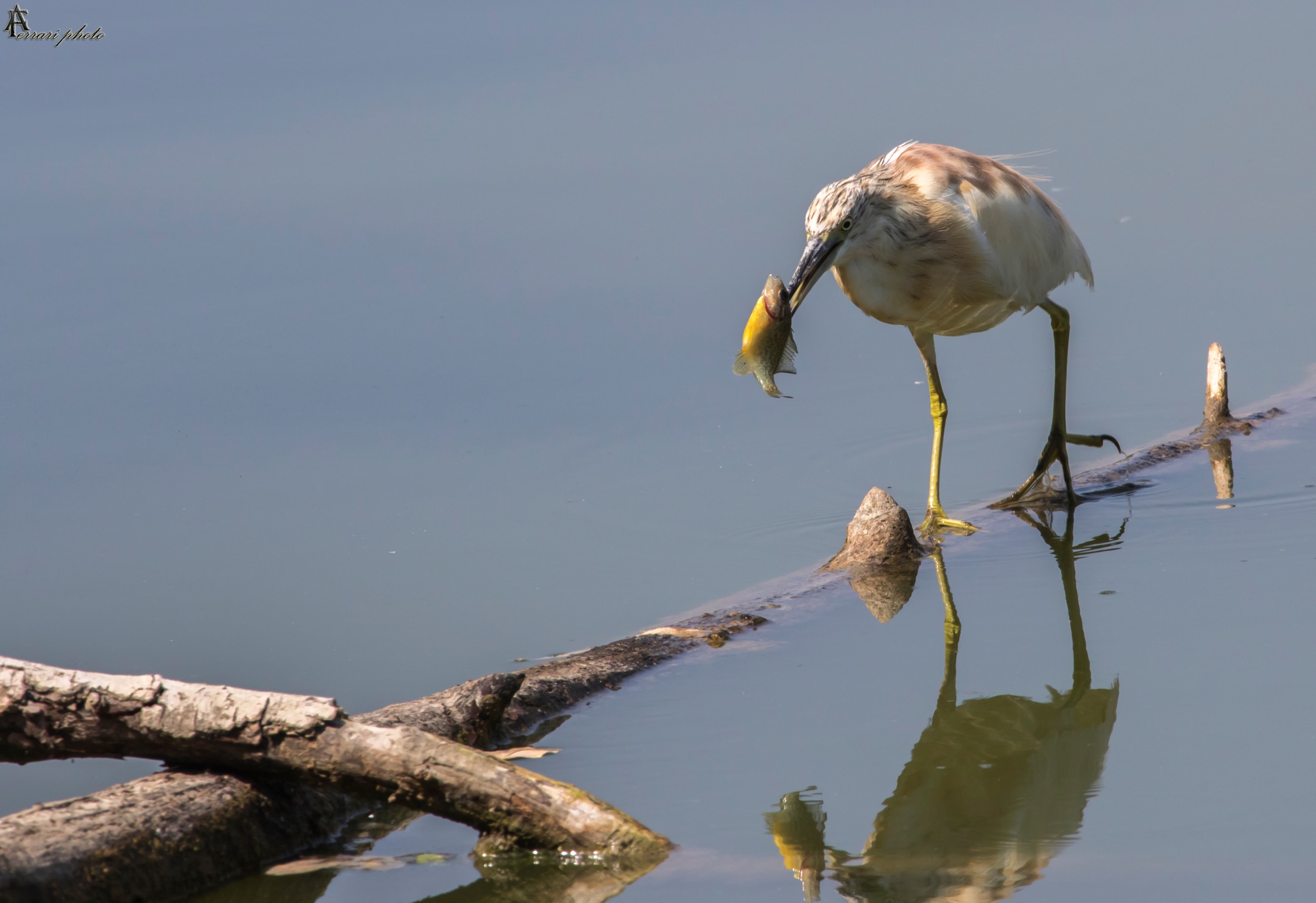 Egret (Summer Wetsuit)