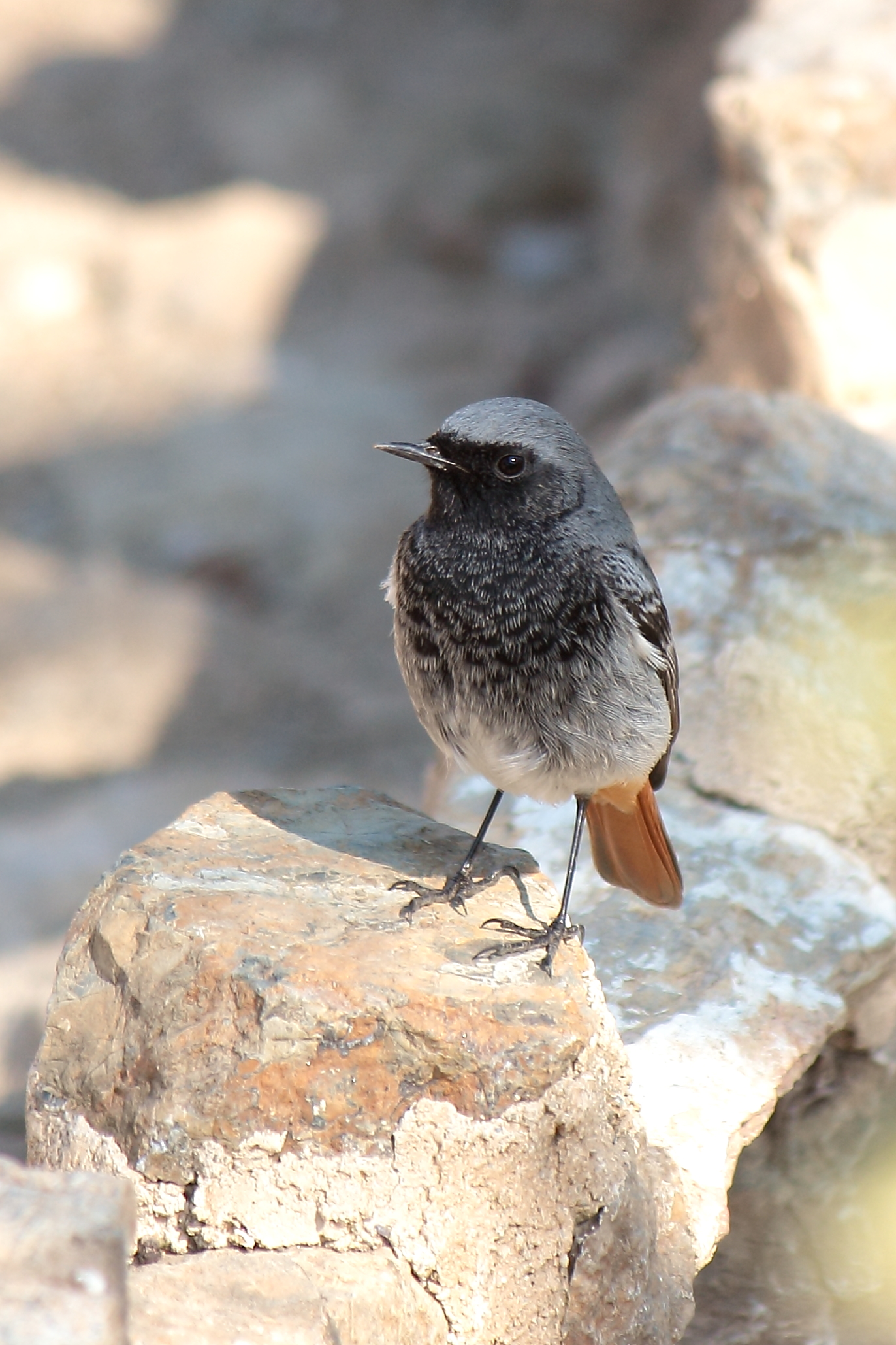 Black Redstart