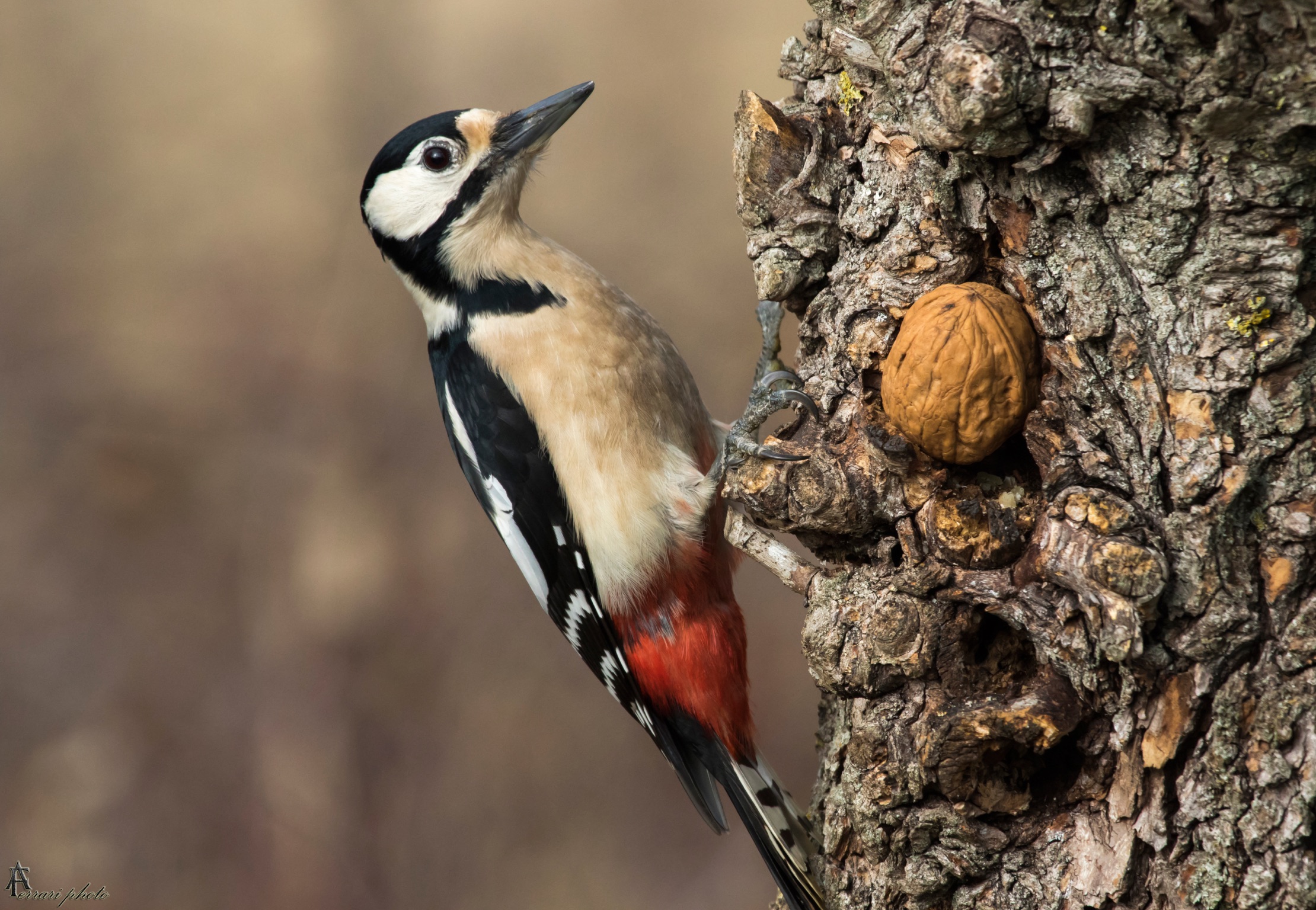 Senior Red Woodpecker